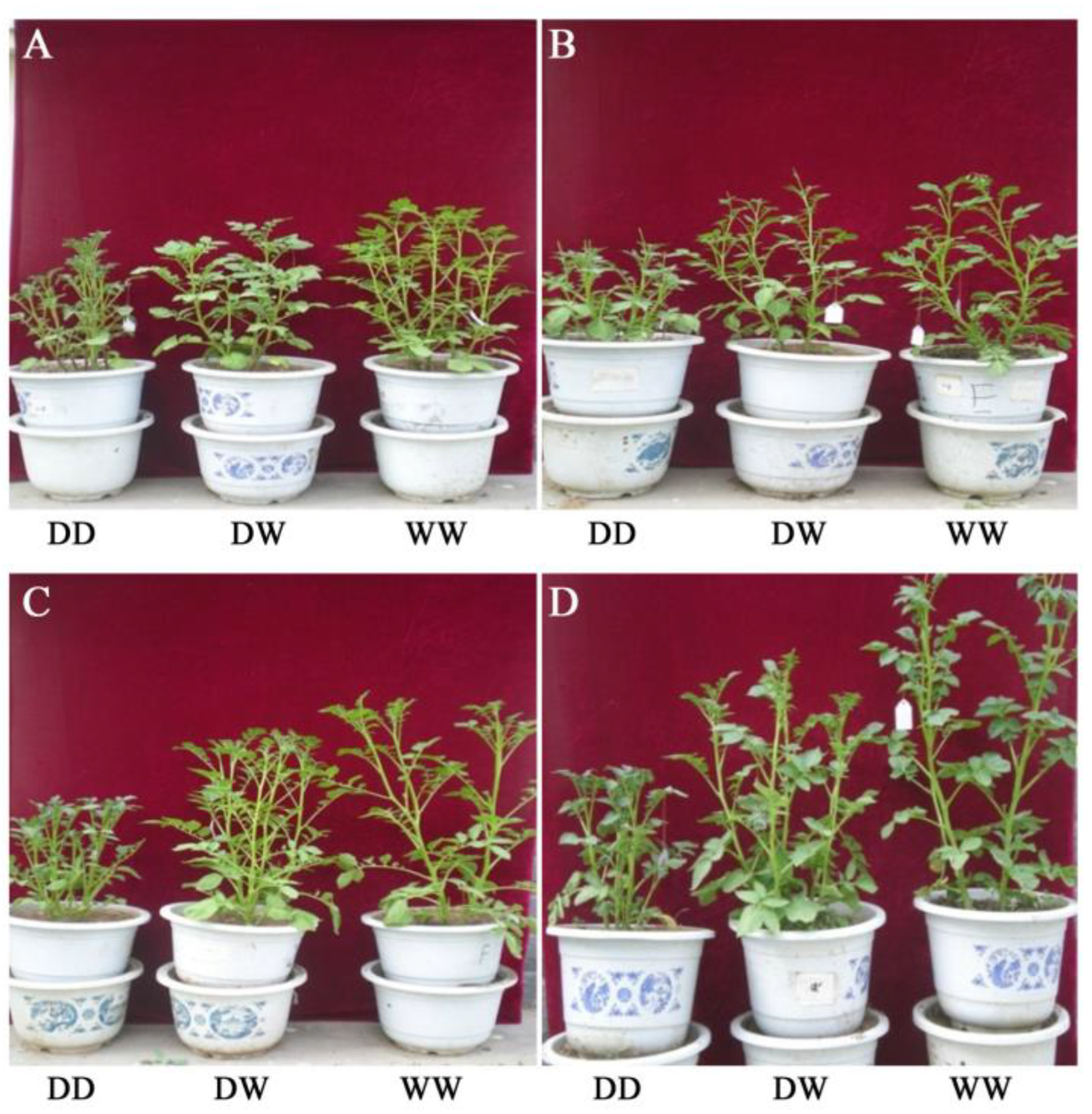 Agronomy 13 00443 g001