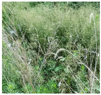 Agronomy 13 00449 i002