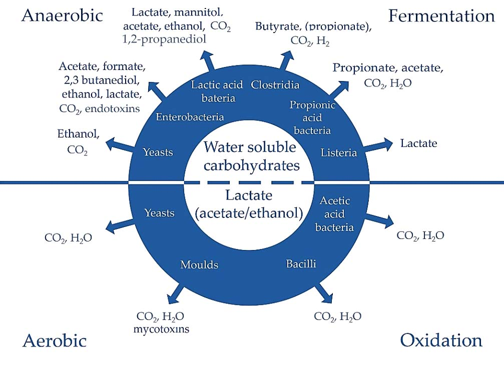 Agronomy 13 00450 g001