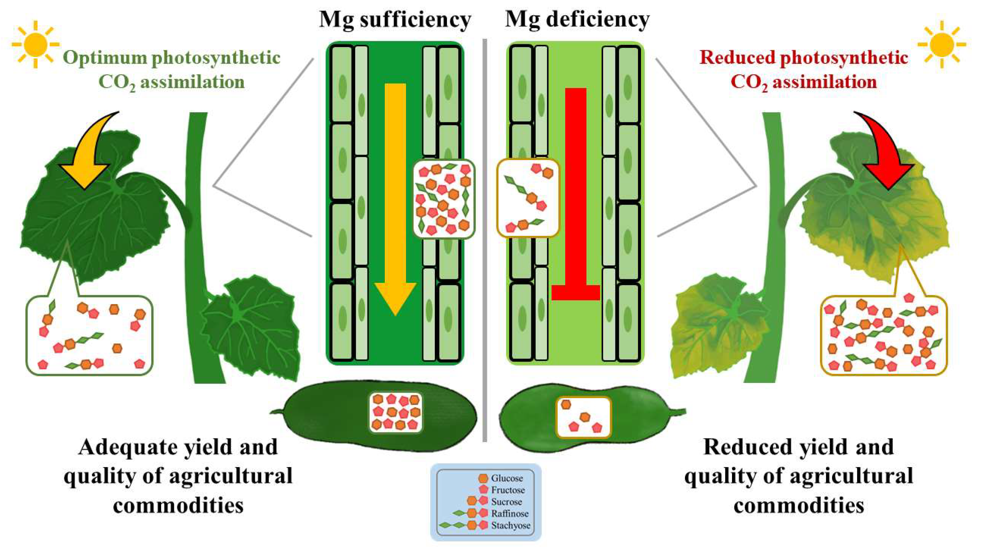 Agronomy 13 00455 g007