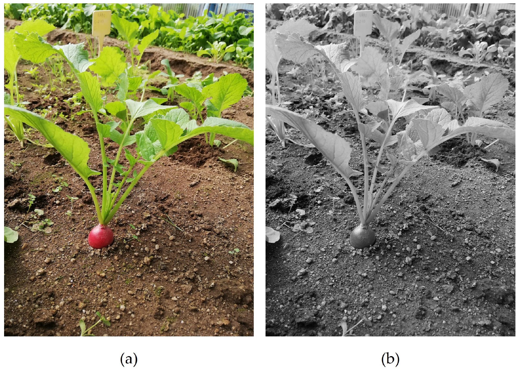Agronomy 13 00463 g001