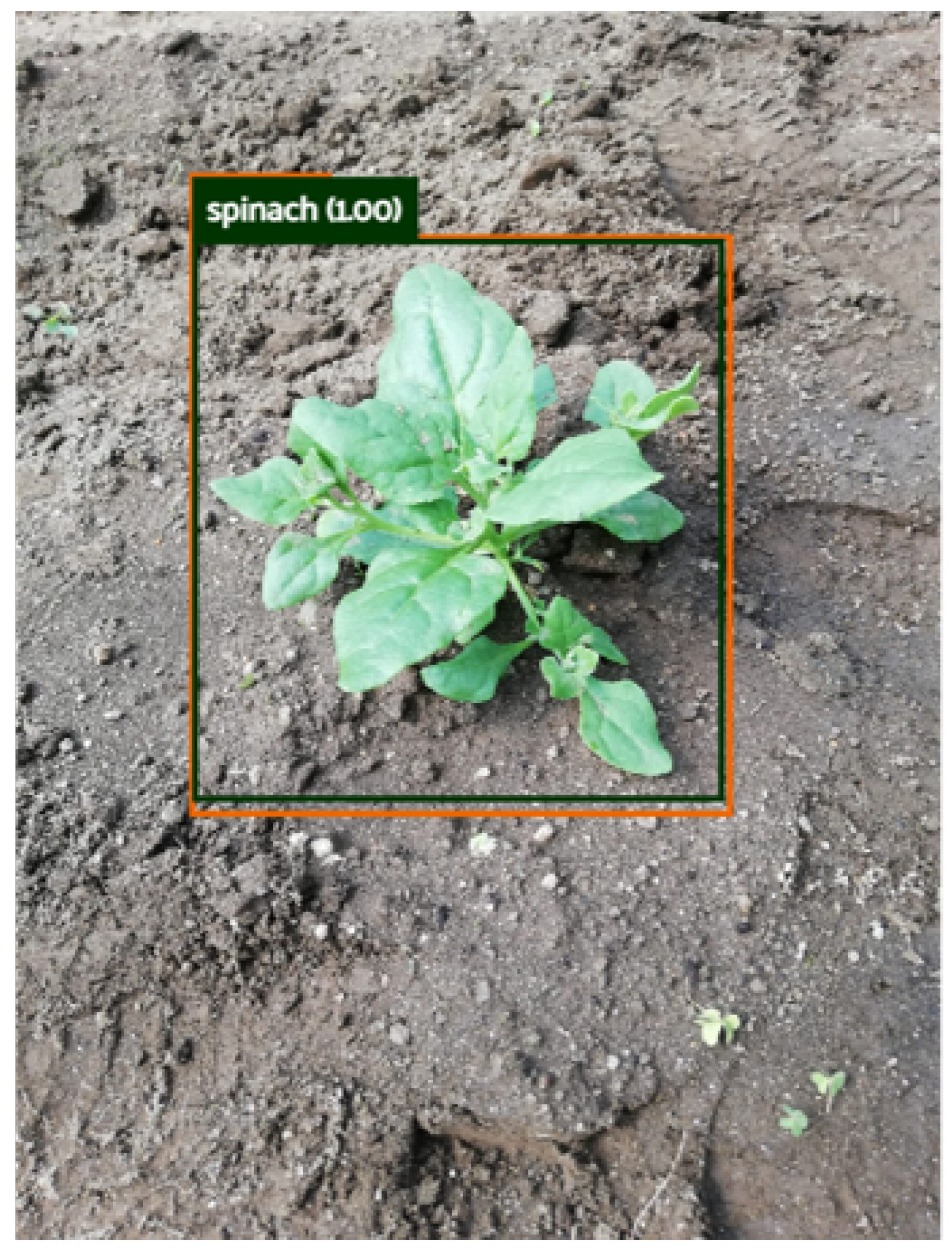 Agronomy 13 00463 g006