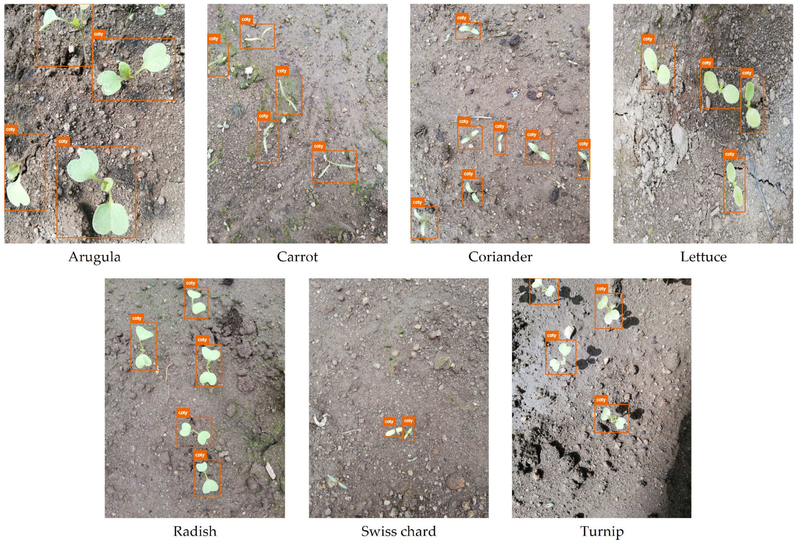 Agronomy 13 00463 g011