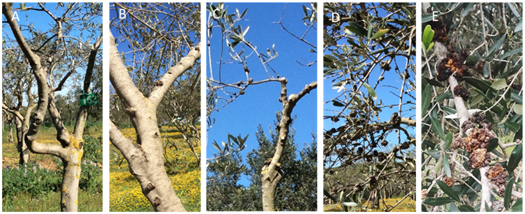 Agronomy 13 00468 g001