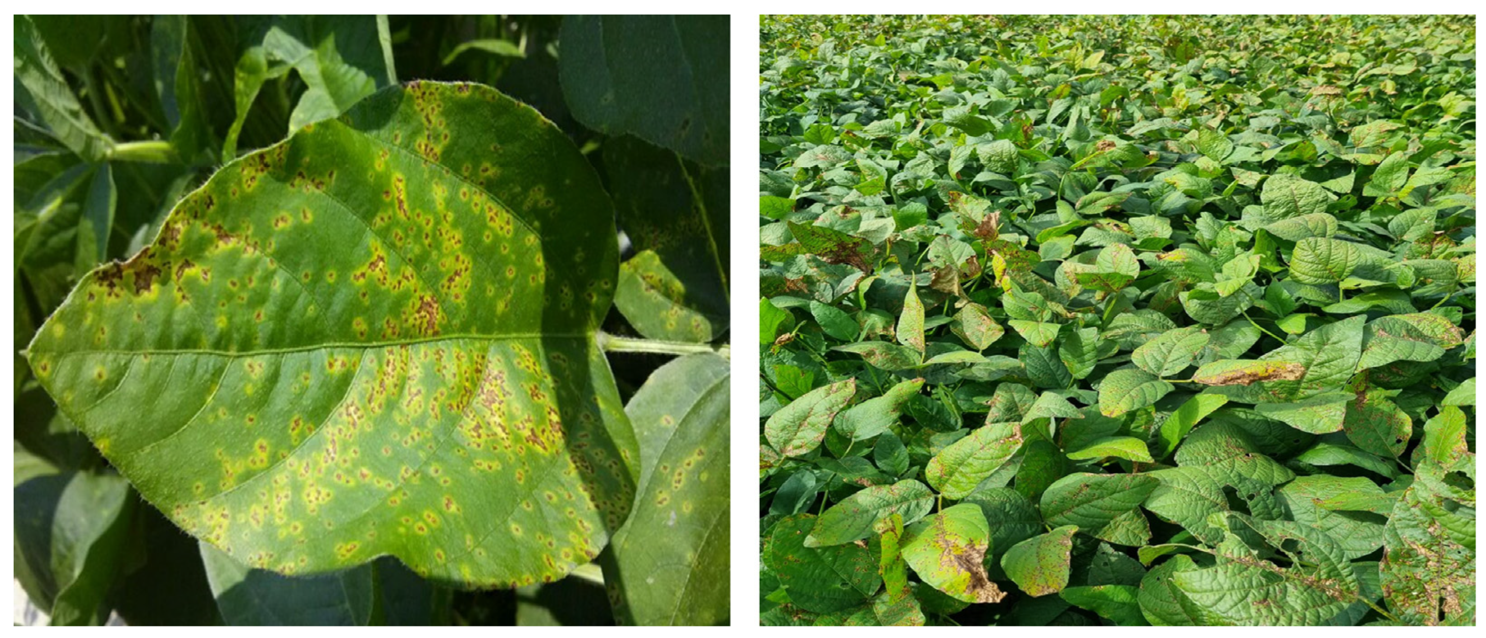 Agronomy 13 00490 g001