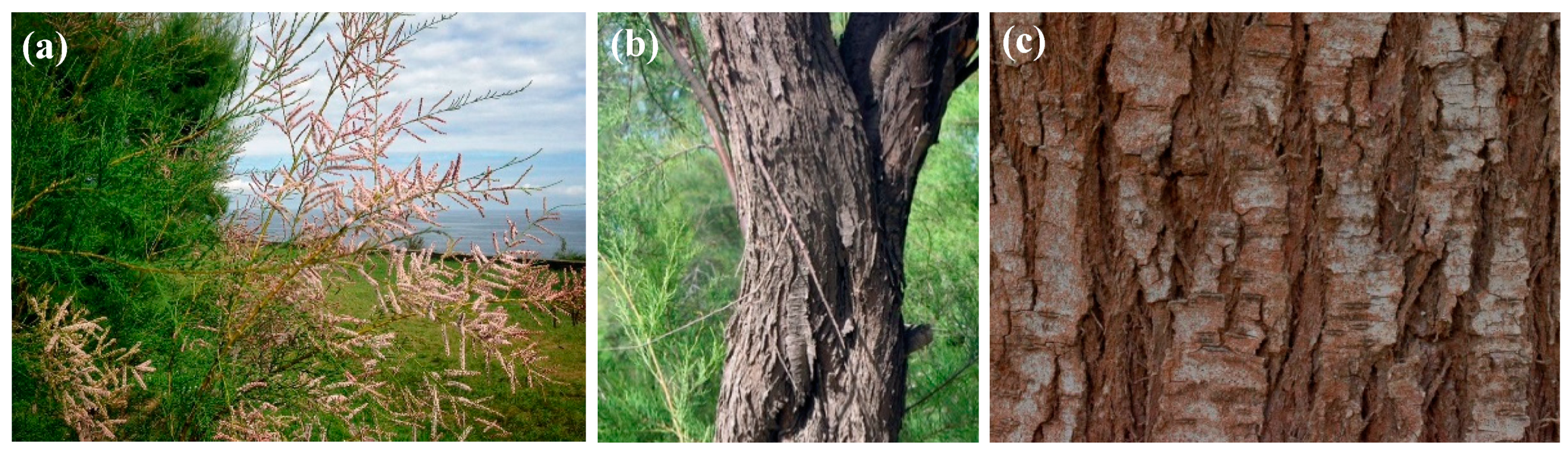 Agronomy 13 00496 g001