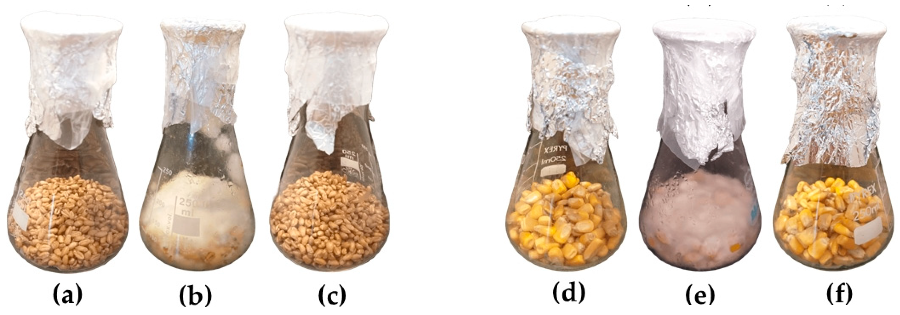 Agronomy 13 00496 g004