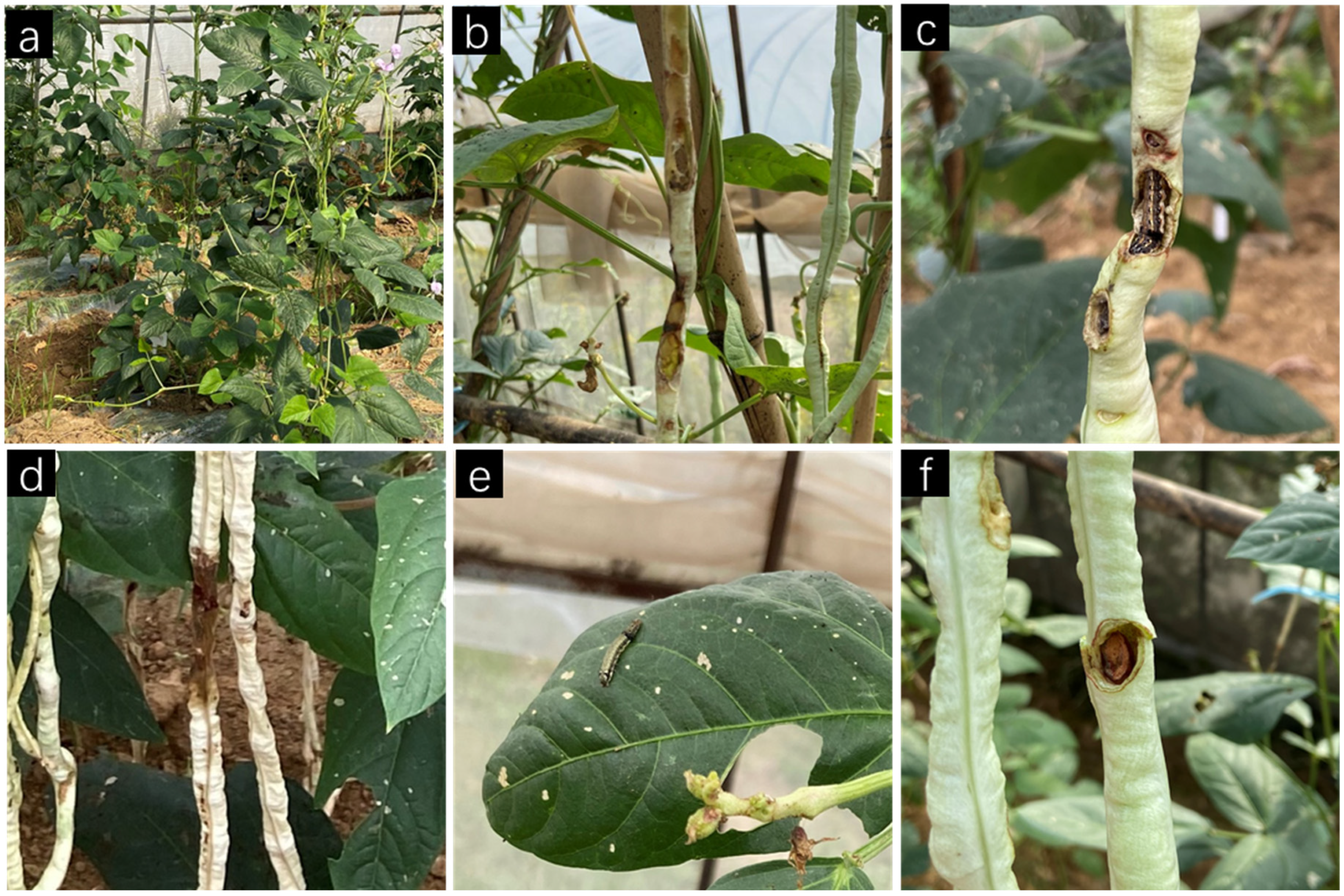 Agronomy 13 00502 g001