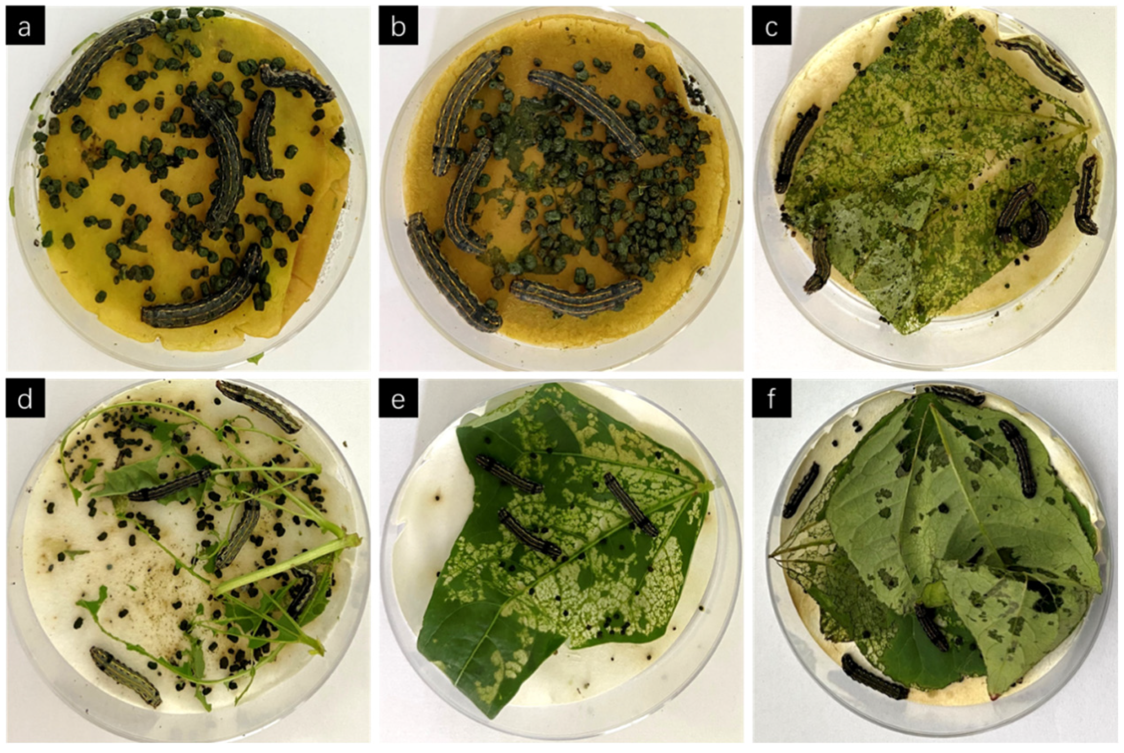 Agronomy 13 00502 g004