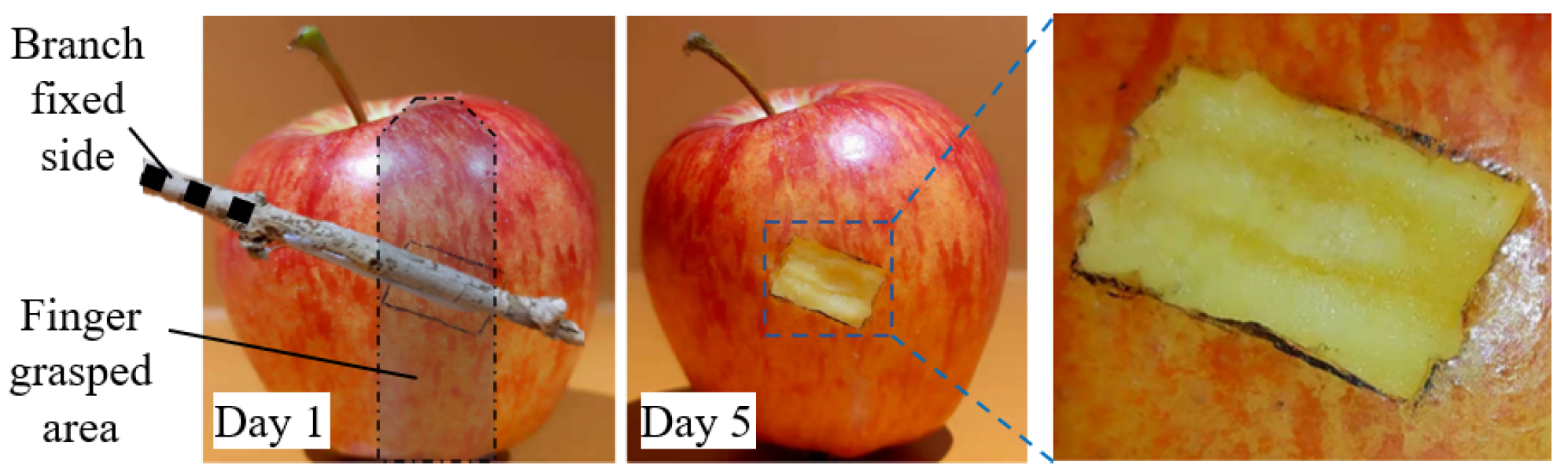Agronomy 13 00503 g009