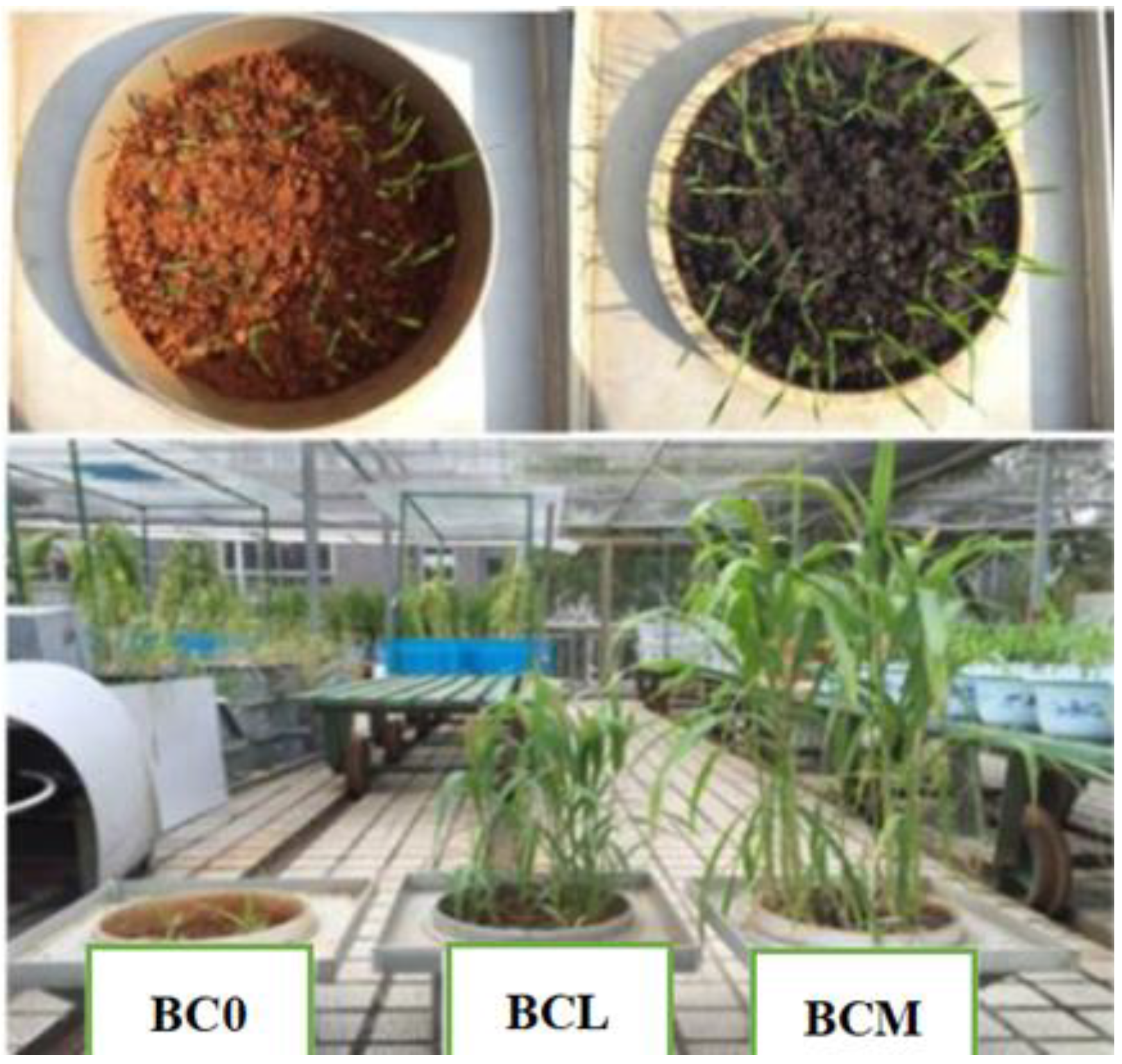 Agronomy 13 00505 g001