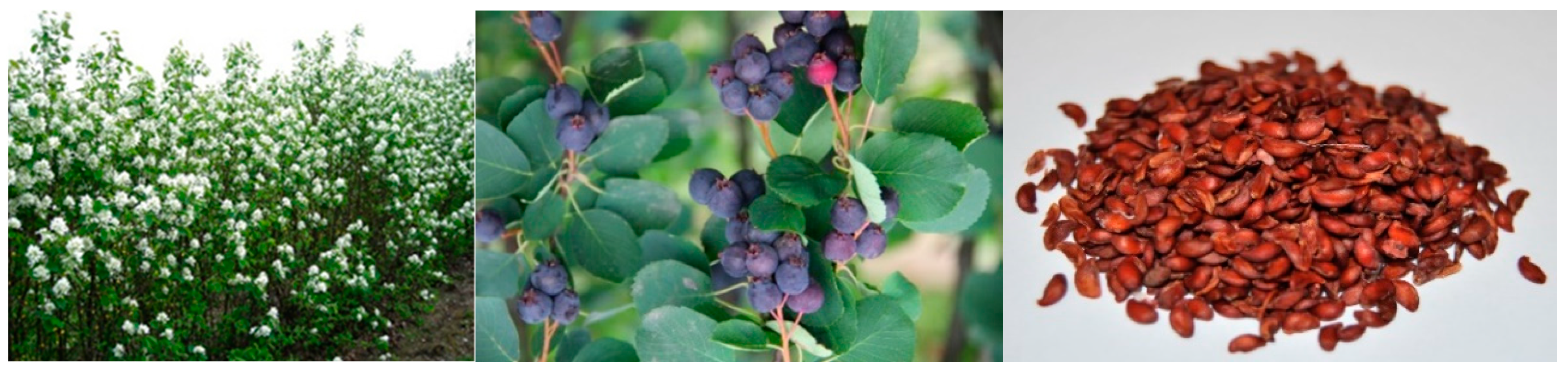 Agronomy 13 00520 g001