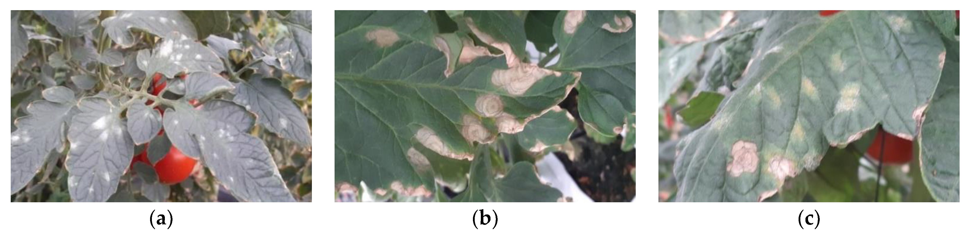 Agronomy 13 00526 g002