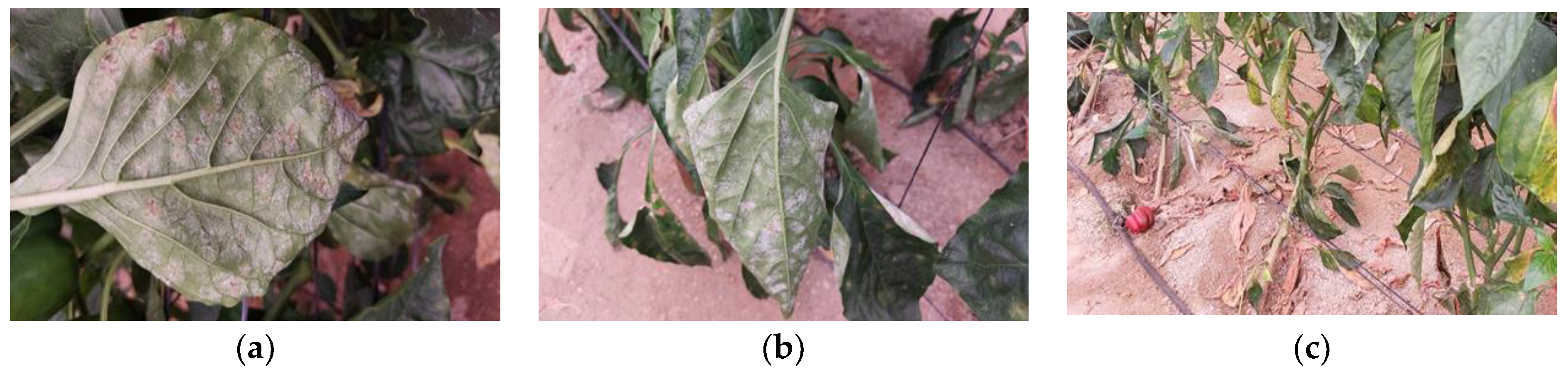 Agronomy 13 00526 g006