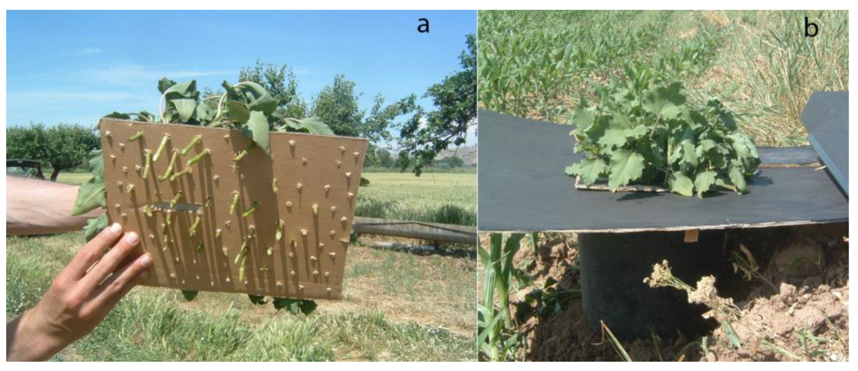 Agronomy 13 00528 g001