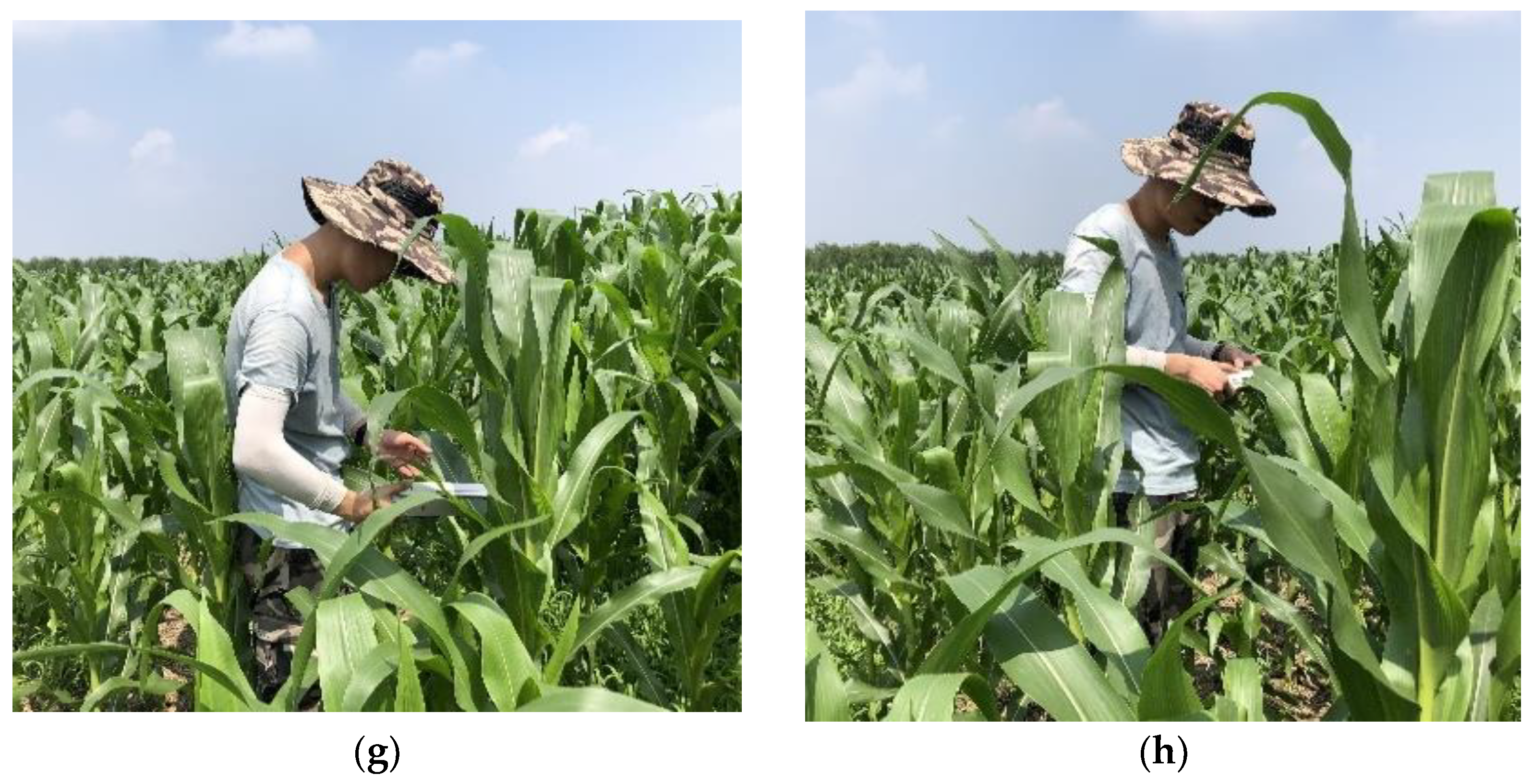 Agronomy 13 00532 g002b