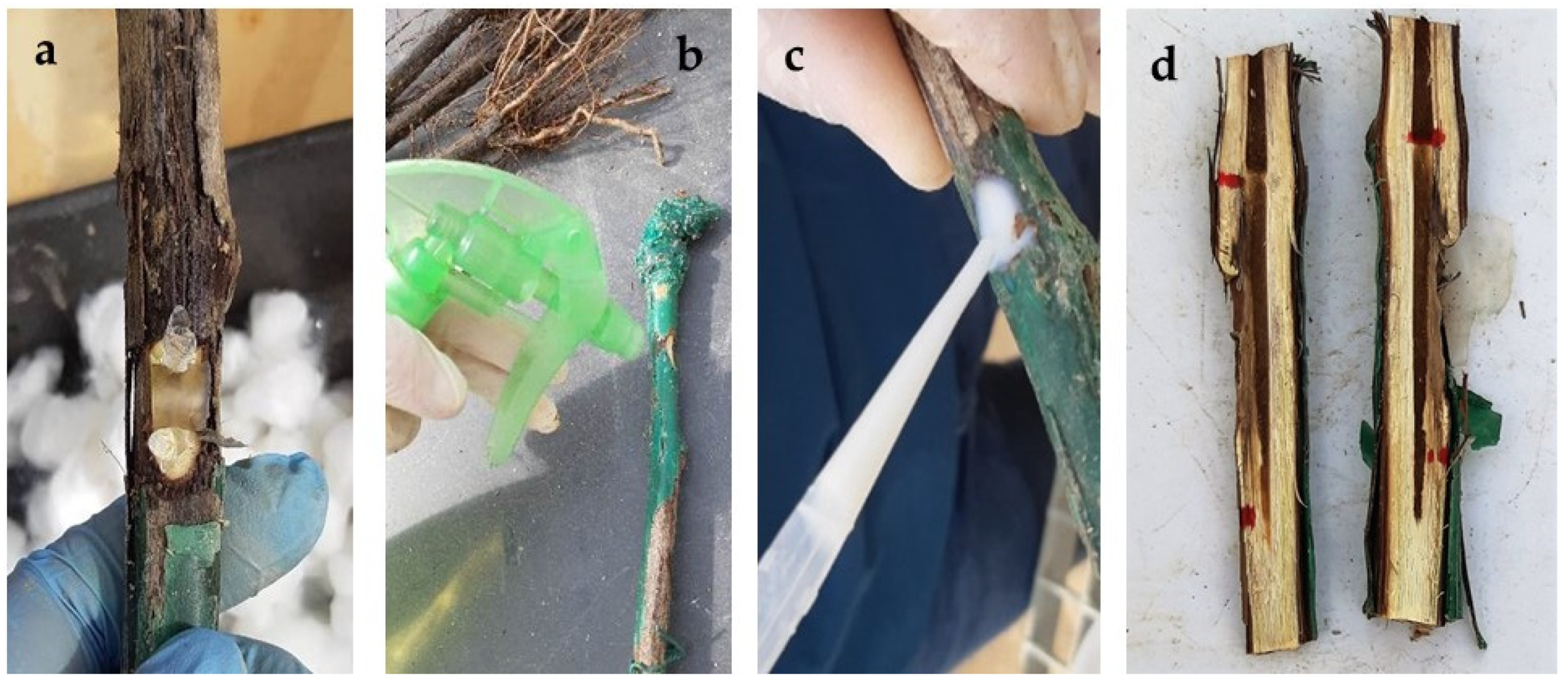 Agronomy 13 00533 g001 Agronomy 13 00533 g001