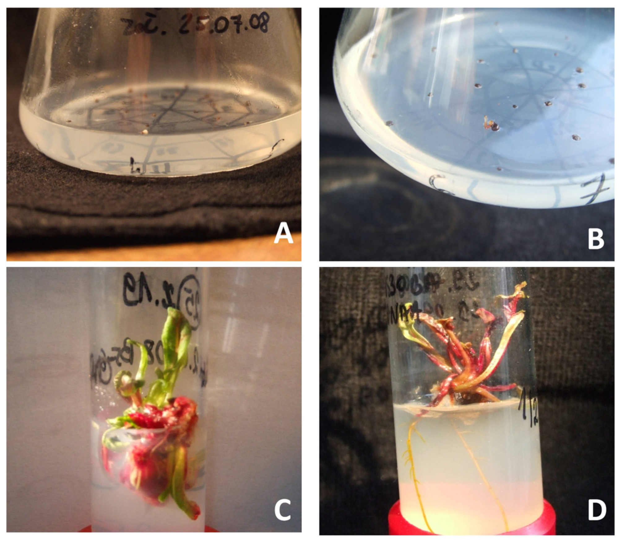 Agronomy 13 00537 g001