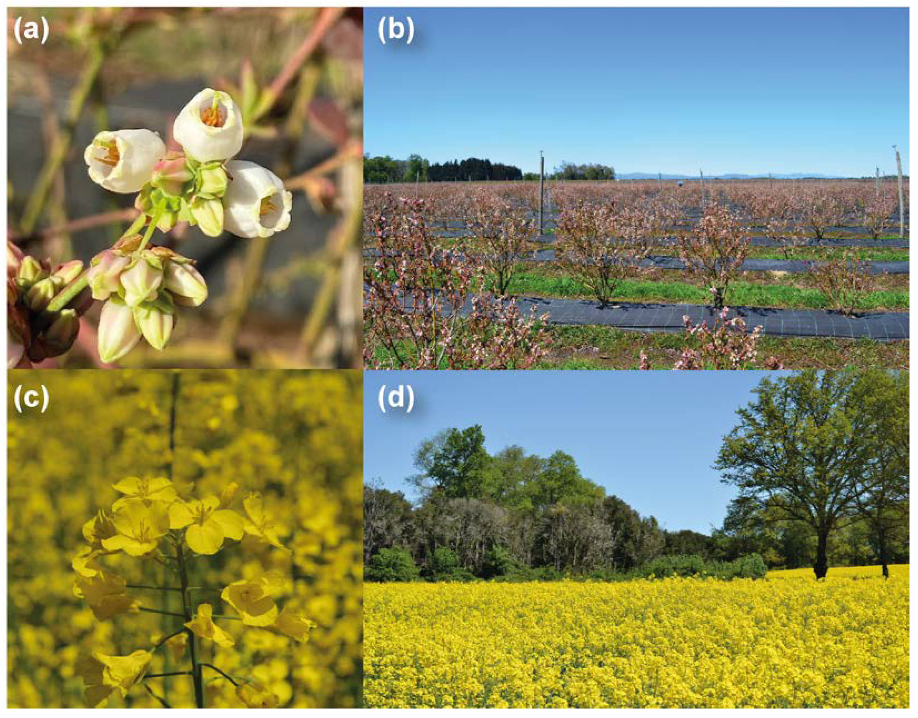 Agronomy 13 00552 g001