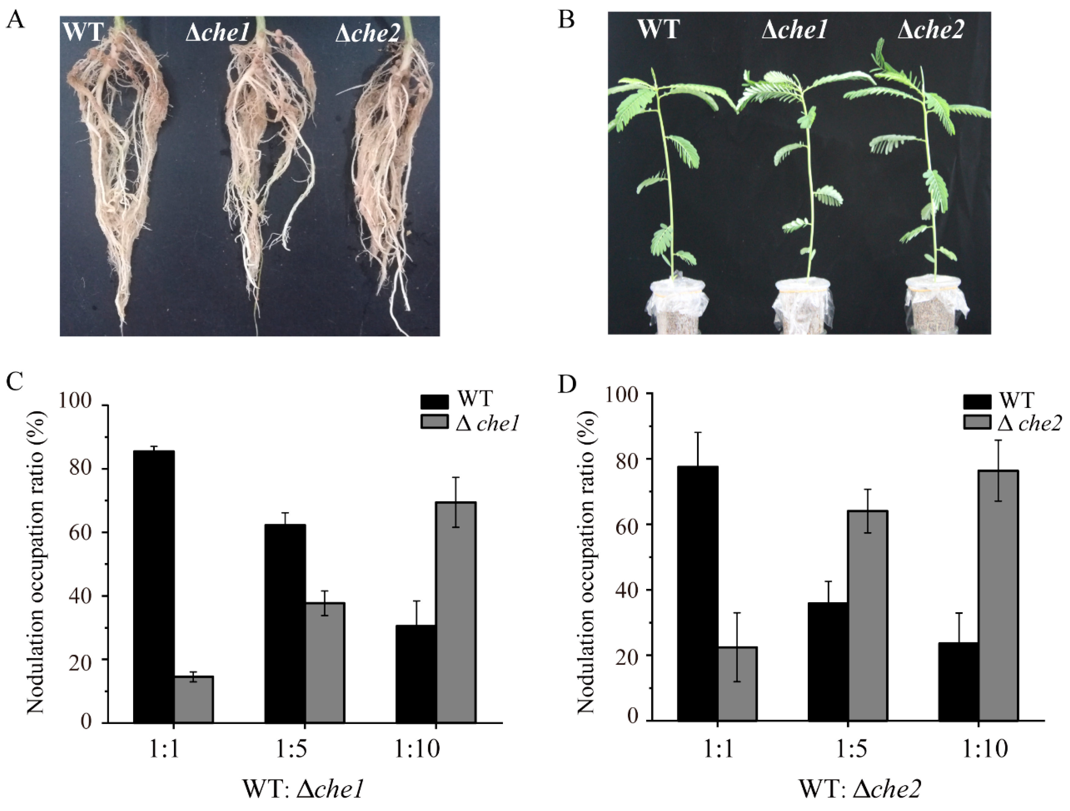 Agronomy 13 00570 g006 Agronomy 13 00570 g006
