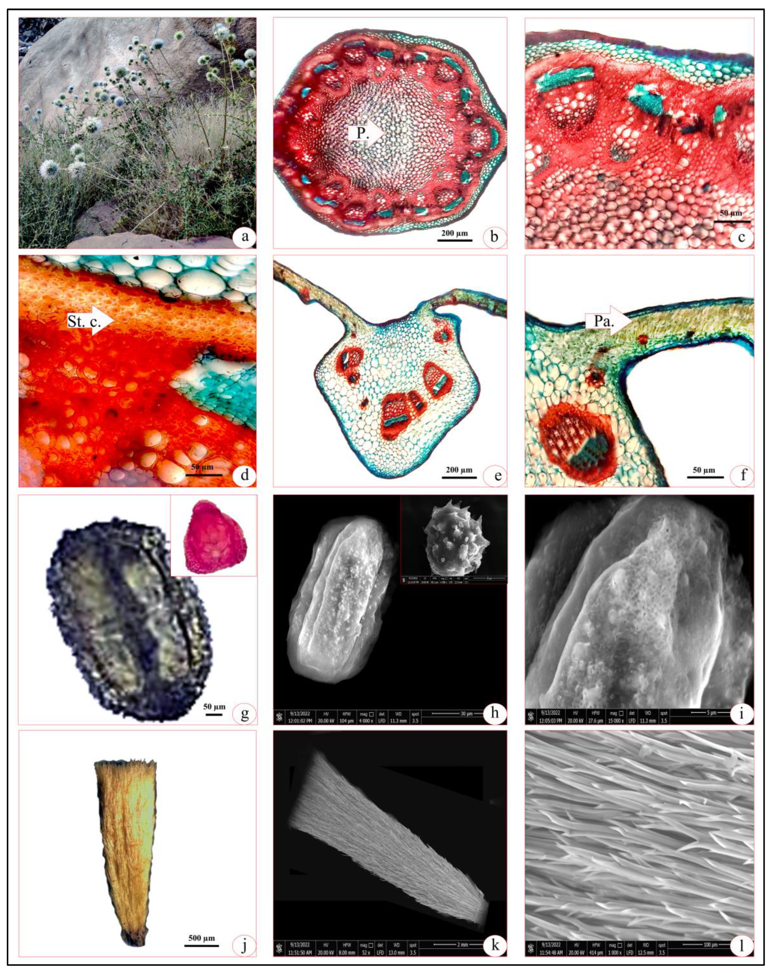 Agronomy 13 00573 g002