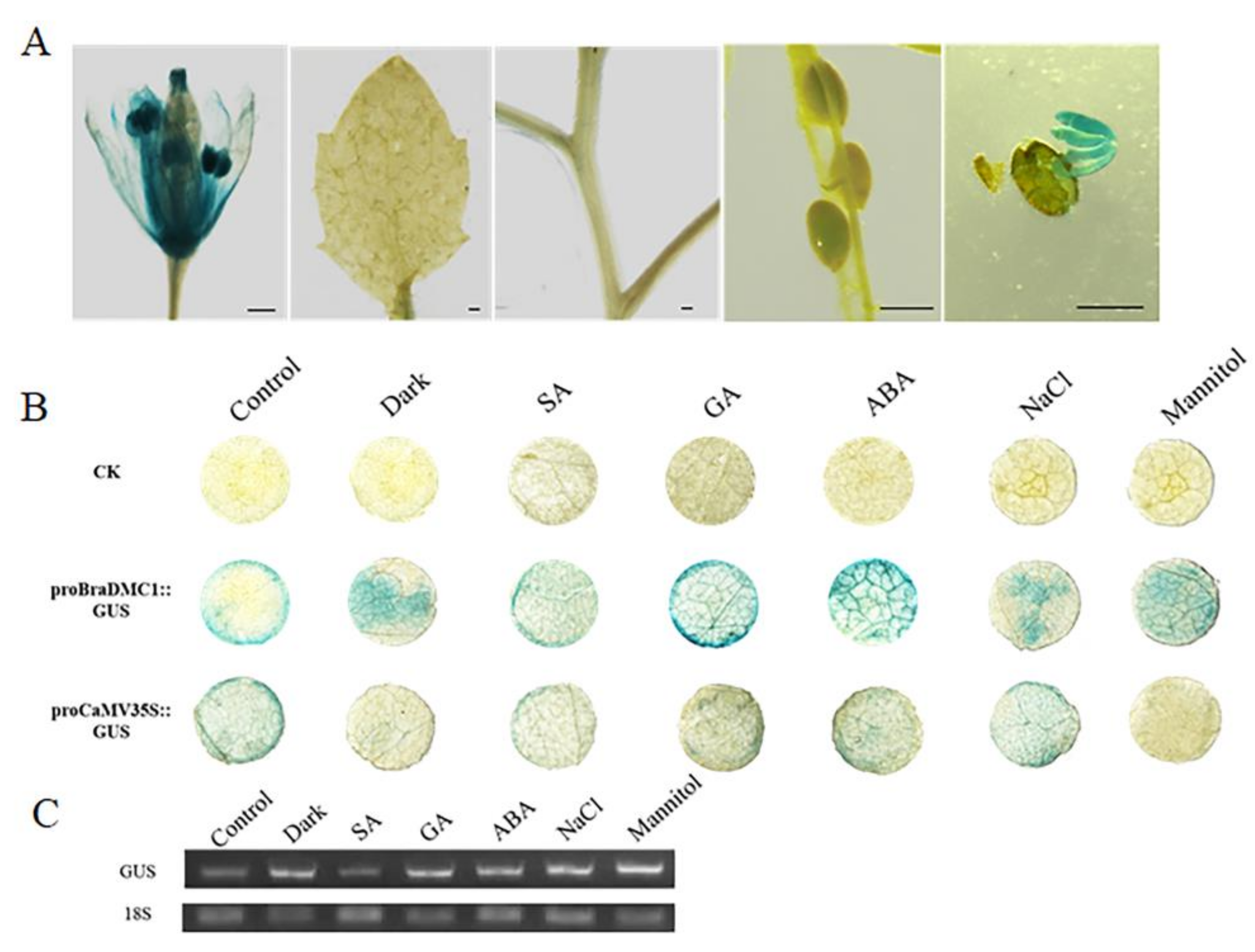 Agronomy 13 00595 g003
