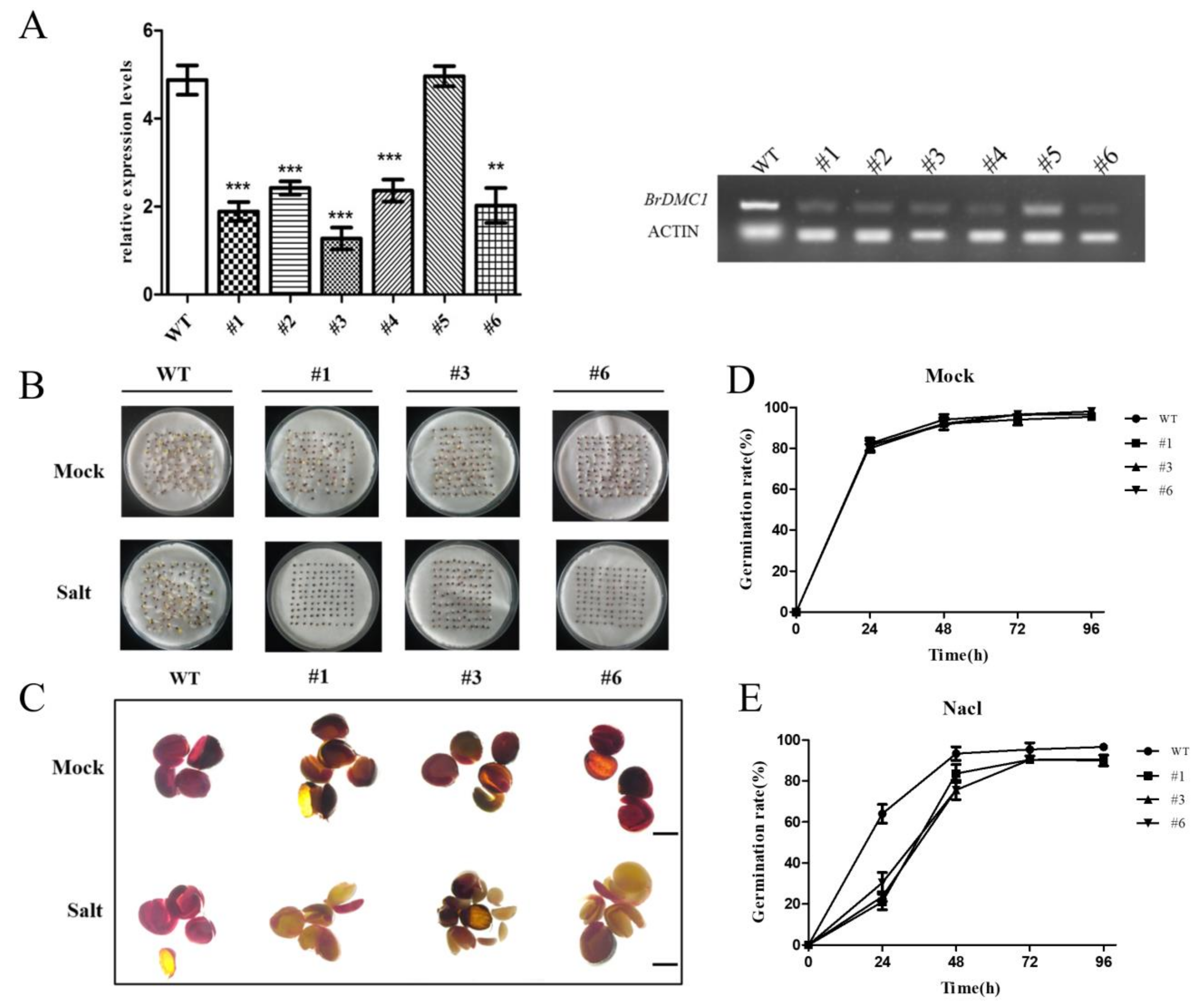 Agronomy 13 00595 g005