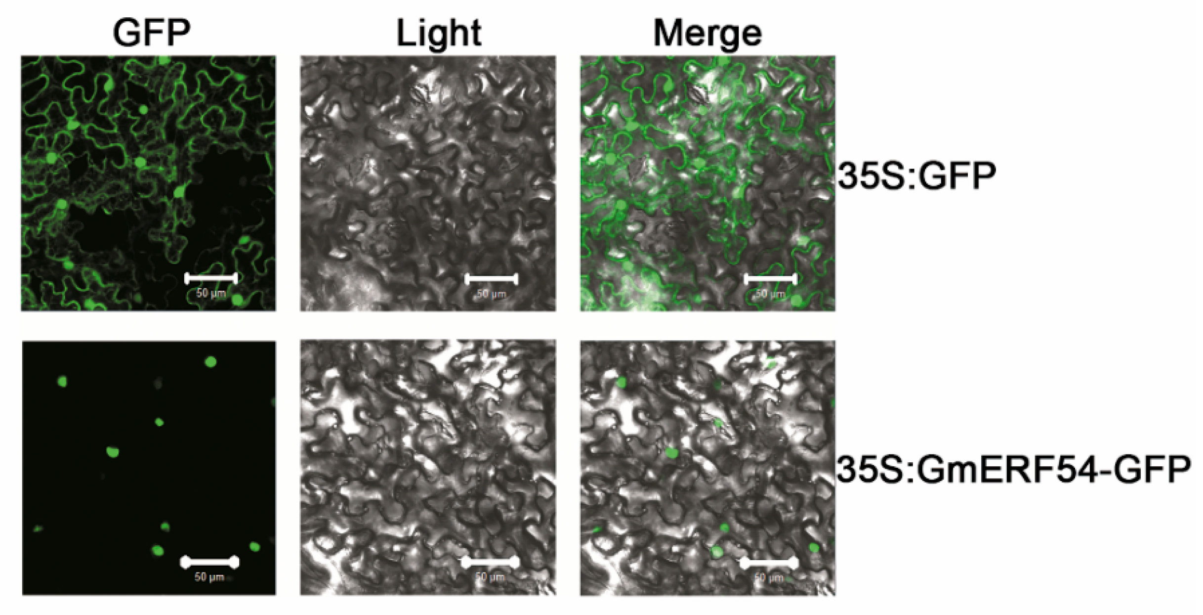 Agronomy 13 00596 g003 Agronomy 13 00596 g003