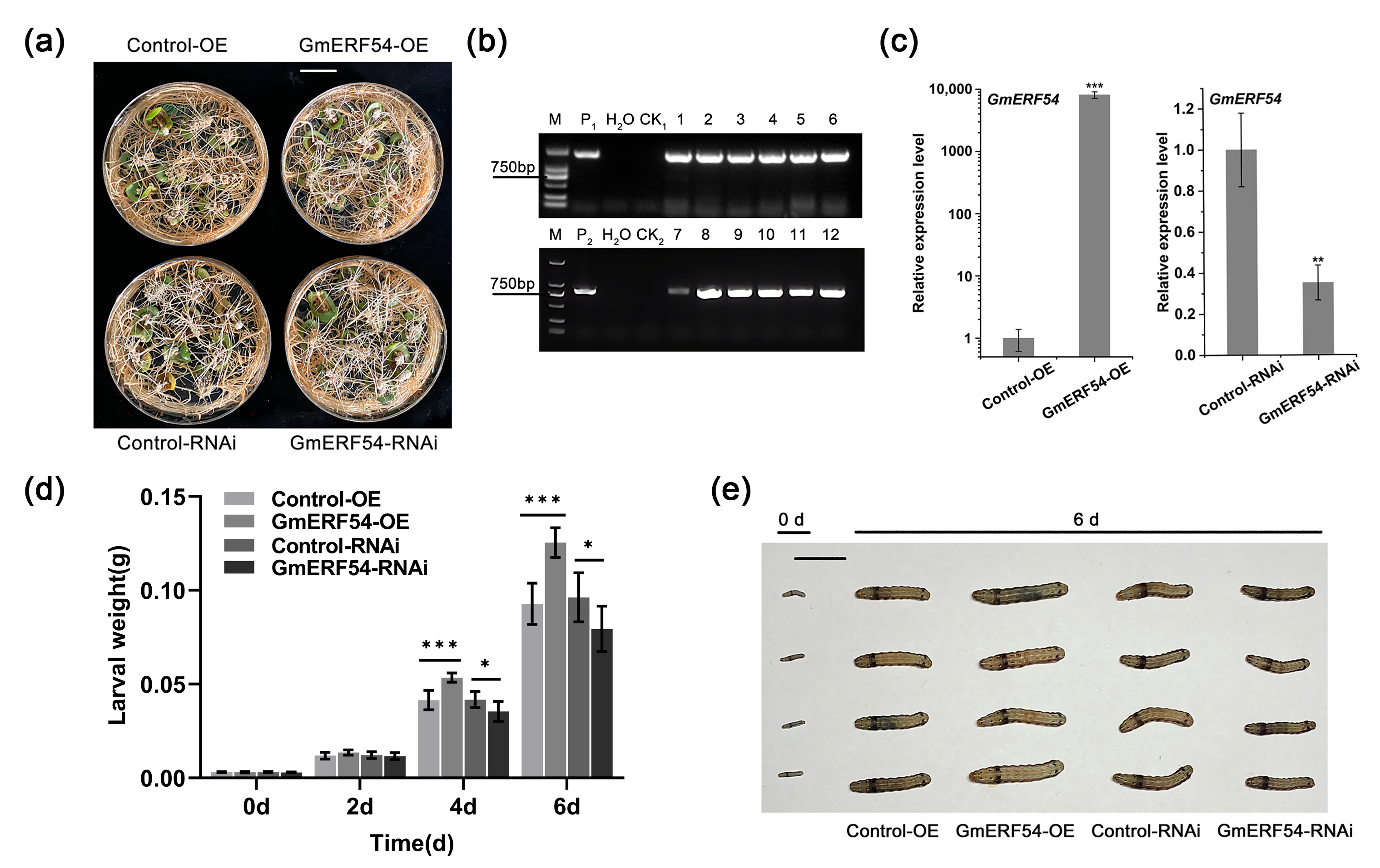 Agronomy 13 00596 g004 Agronomy 13 00596 g004