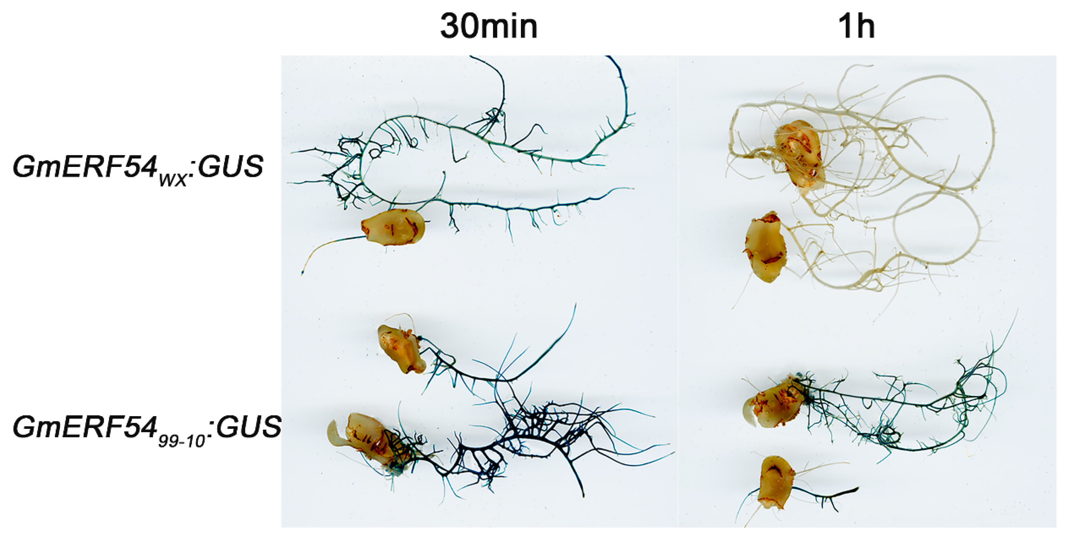 Agronomy 13 00596 g006 Agronomy 13 00596 g006