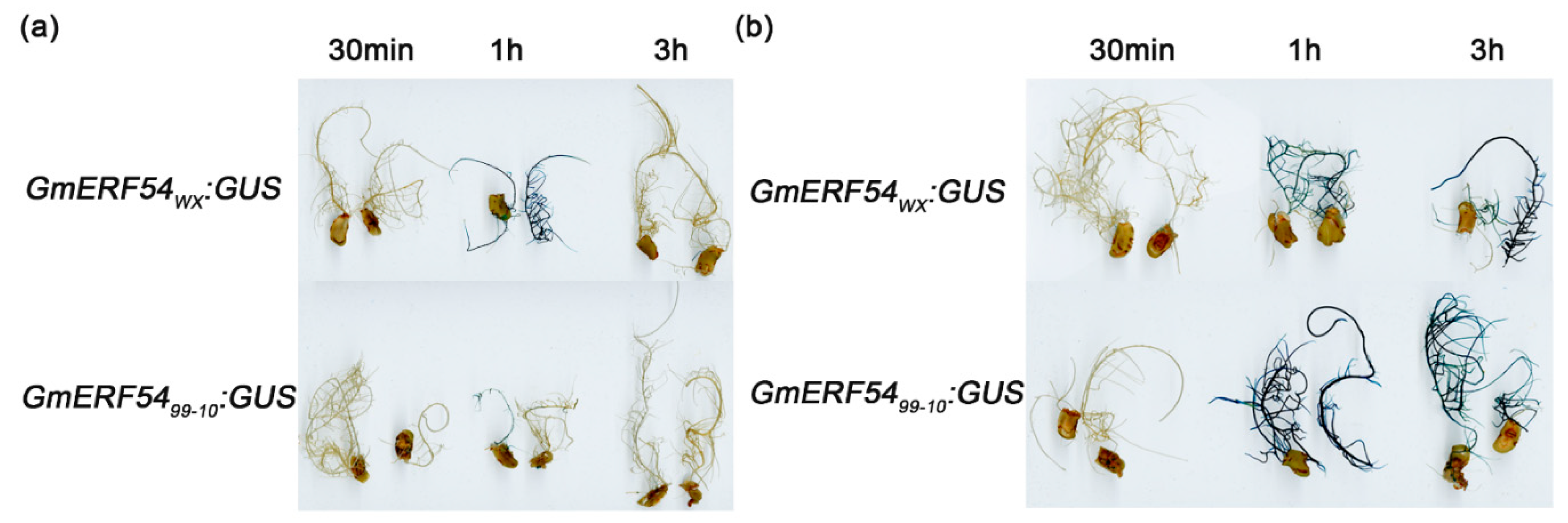Agronomy 13 00596 g007 Agronomy 13 00596 g007