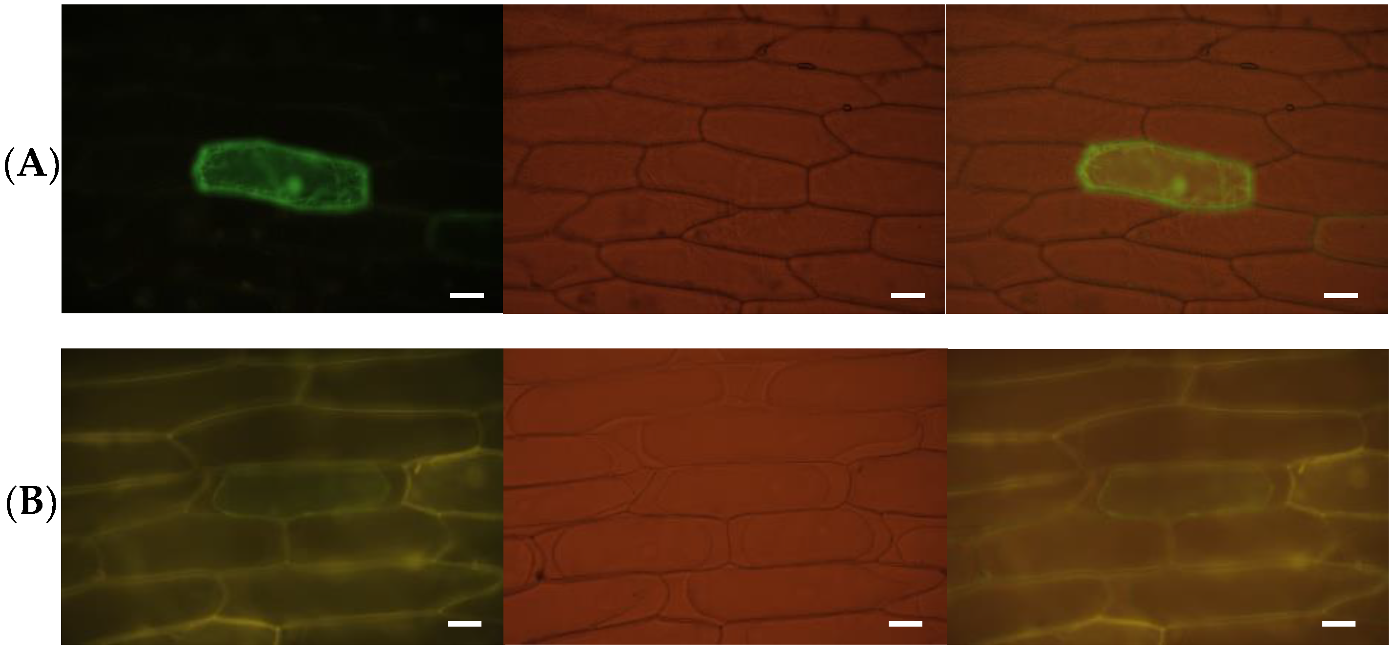 Agronomy 13 00607 g003