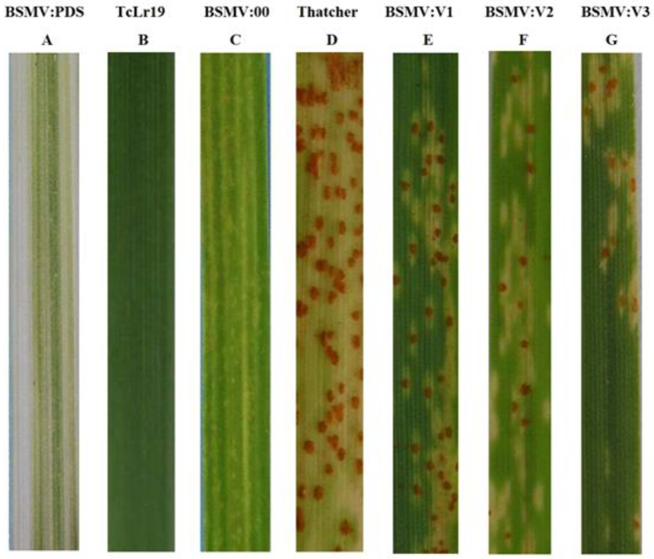 Agronomy 13 00607 g004