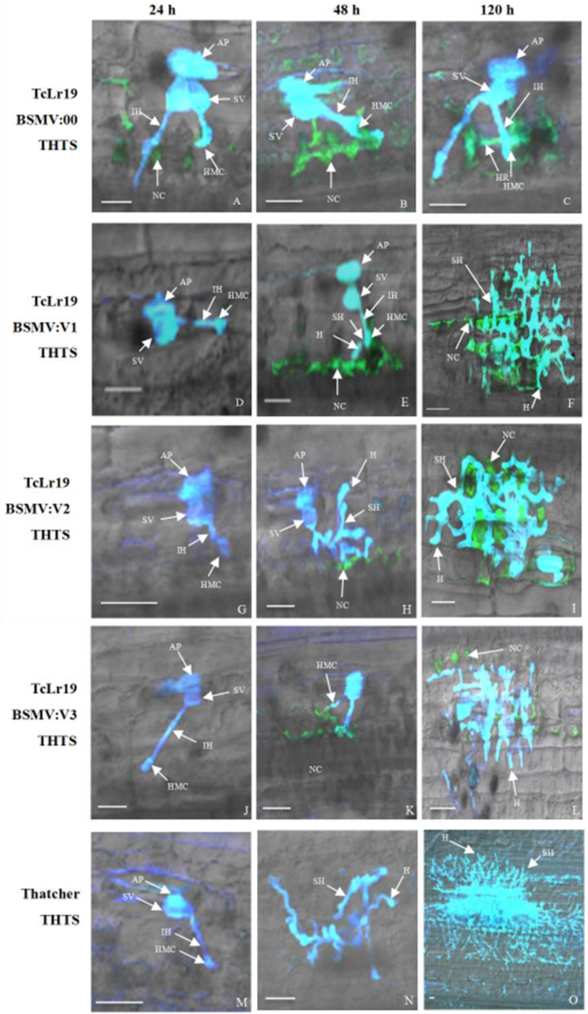 Agronomy 13 00607 g005