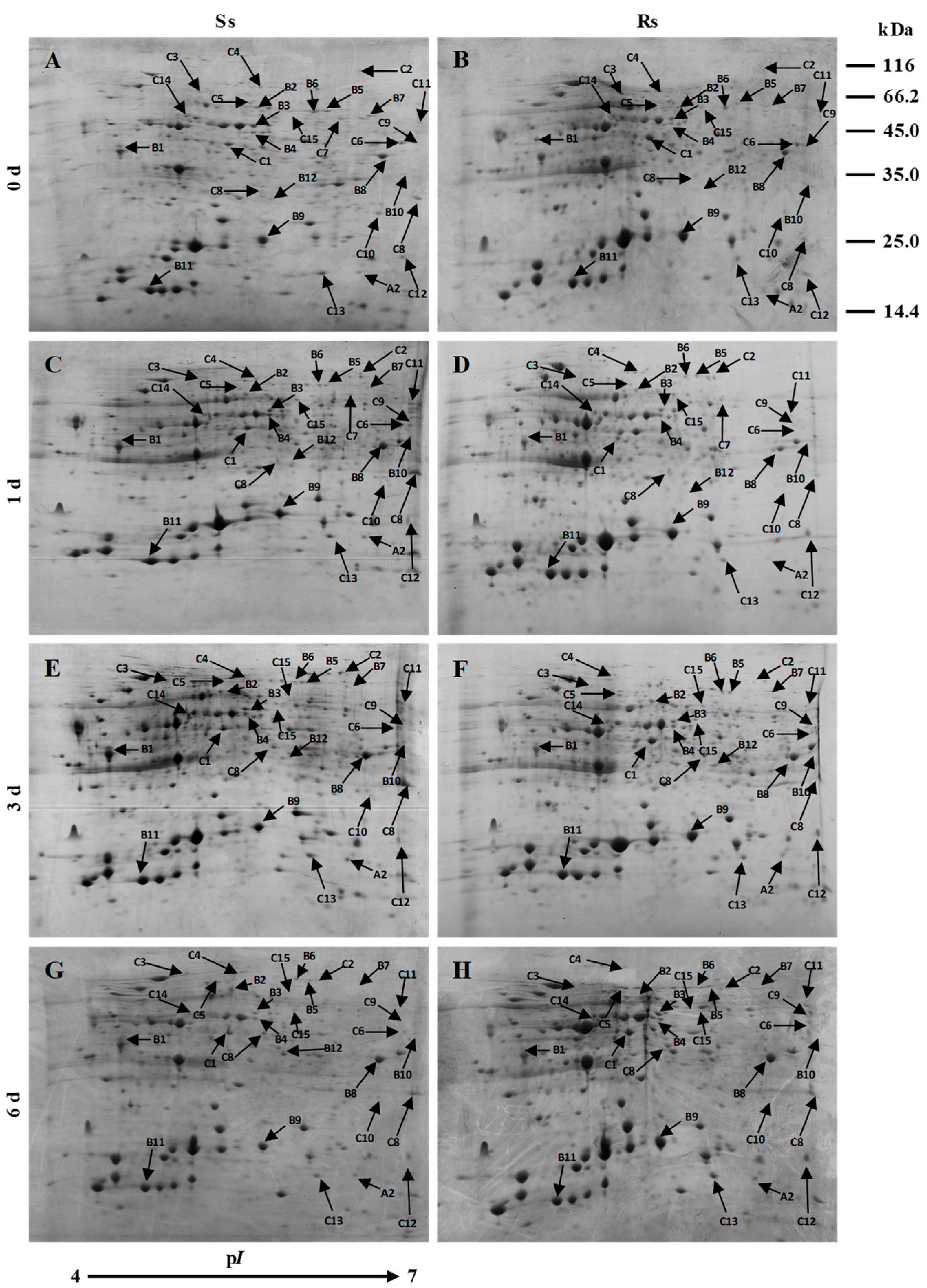 Agronomy 13 00618 g005