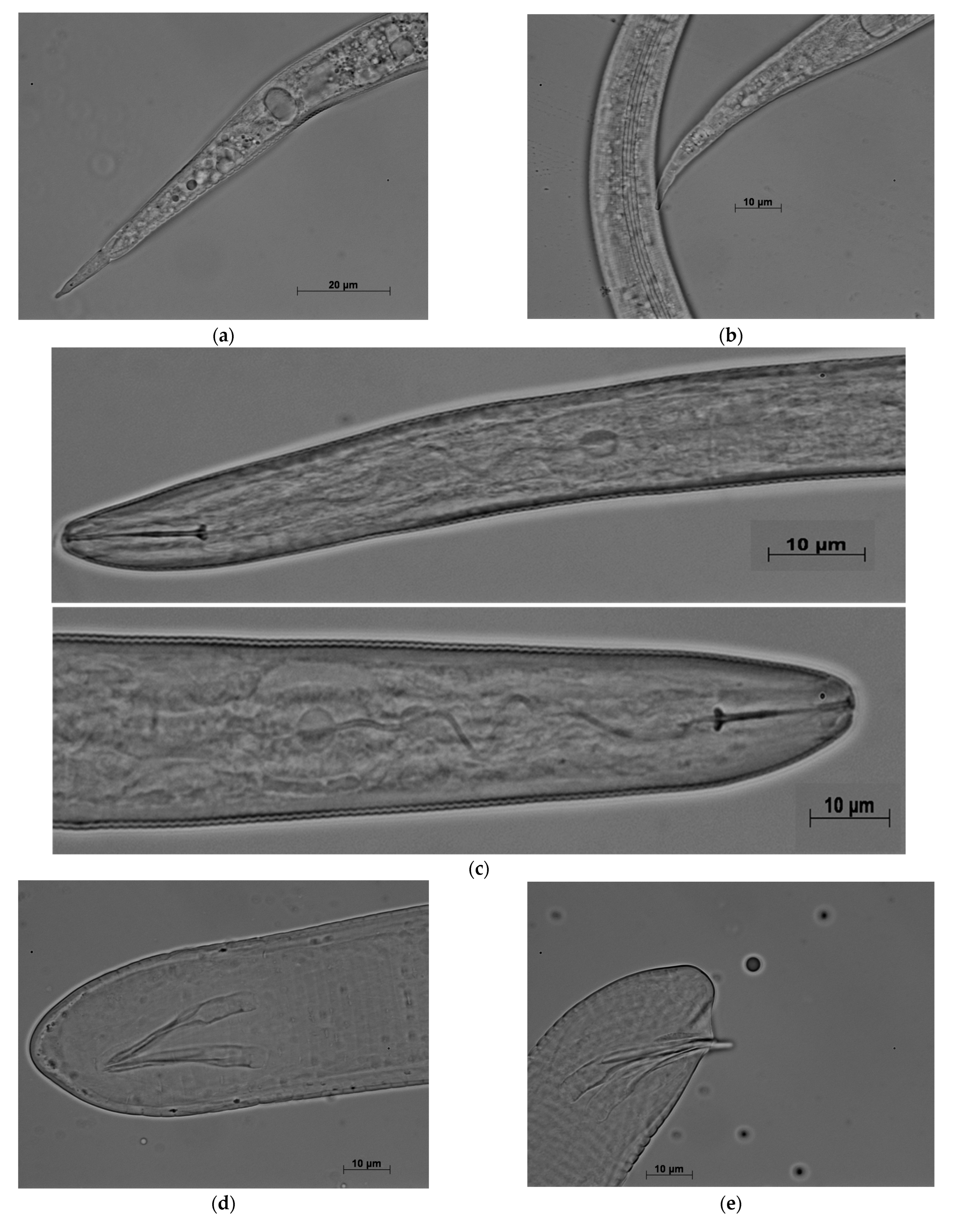 Agronomy 13 00670 g005a Agronomy 13 00670 g005a