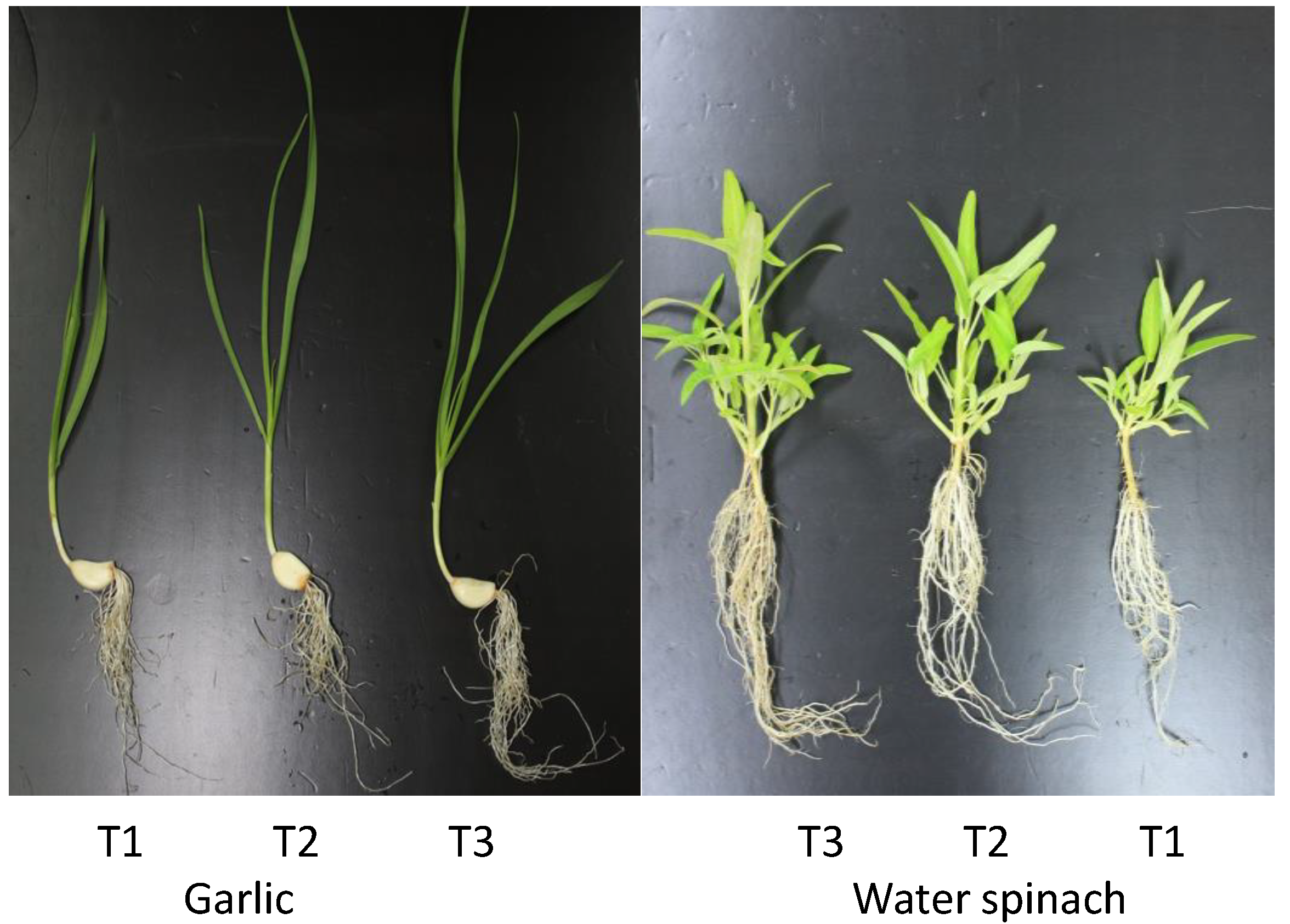 Agronomy 13 00680 g007