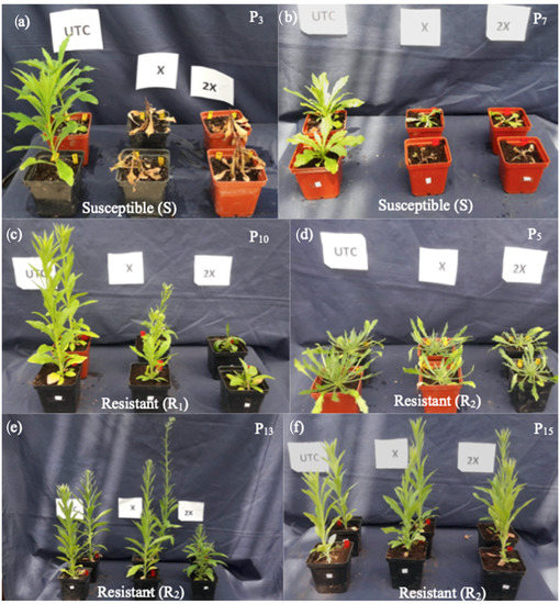 Agronomy 13 00683 g0a1