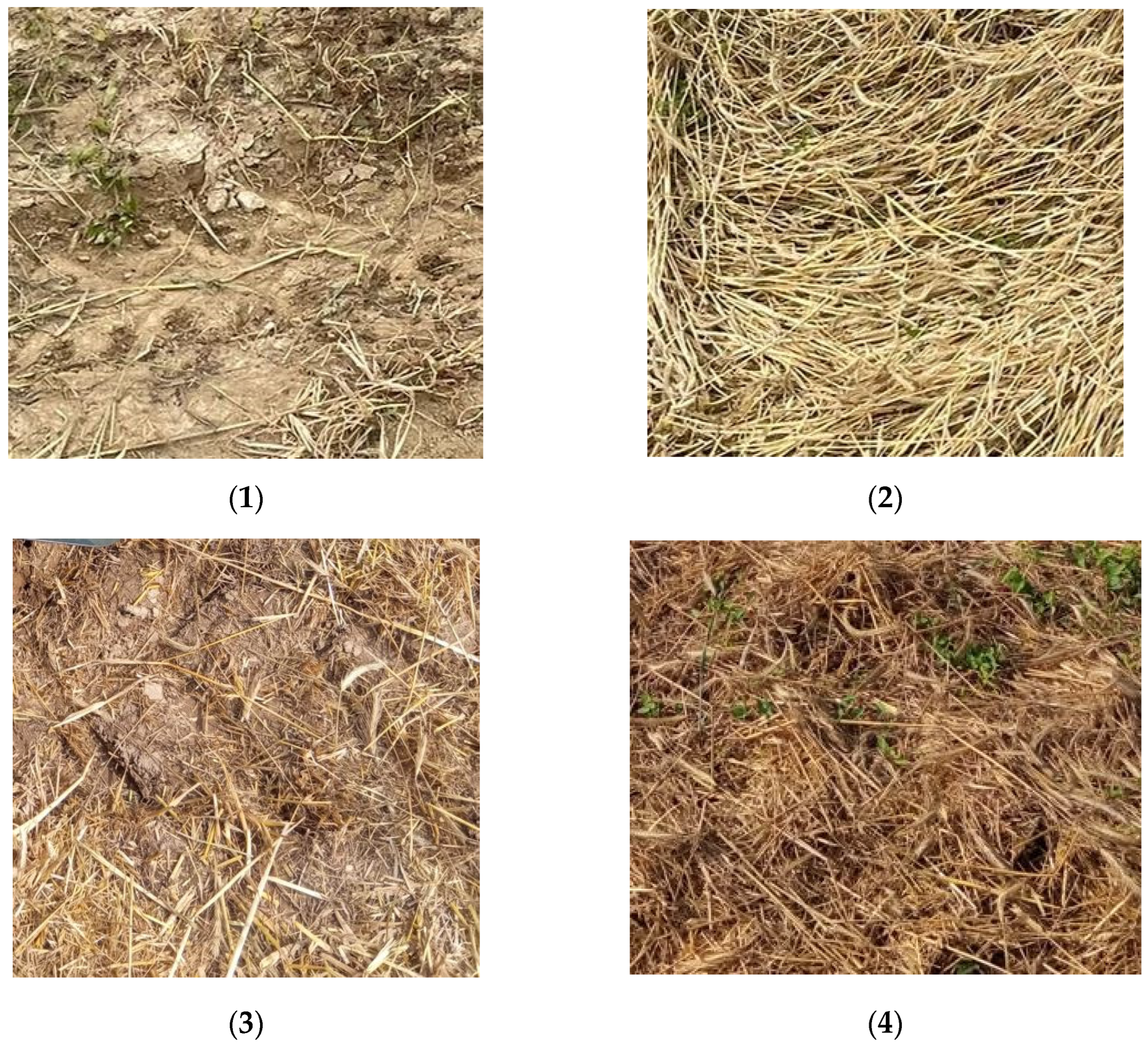 Agronomy 13 00686 g003