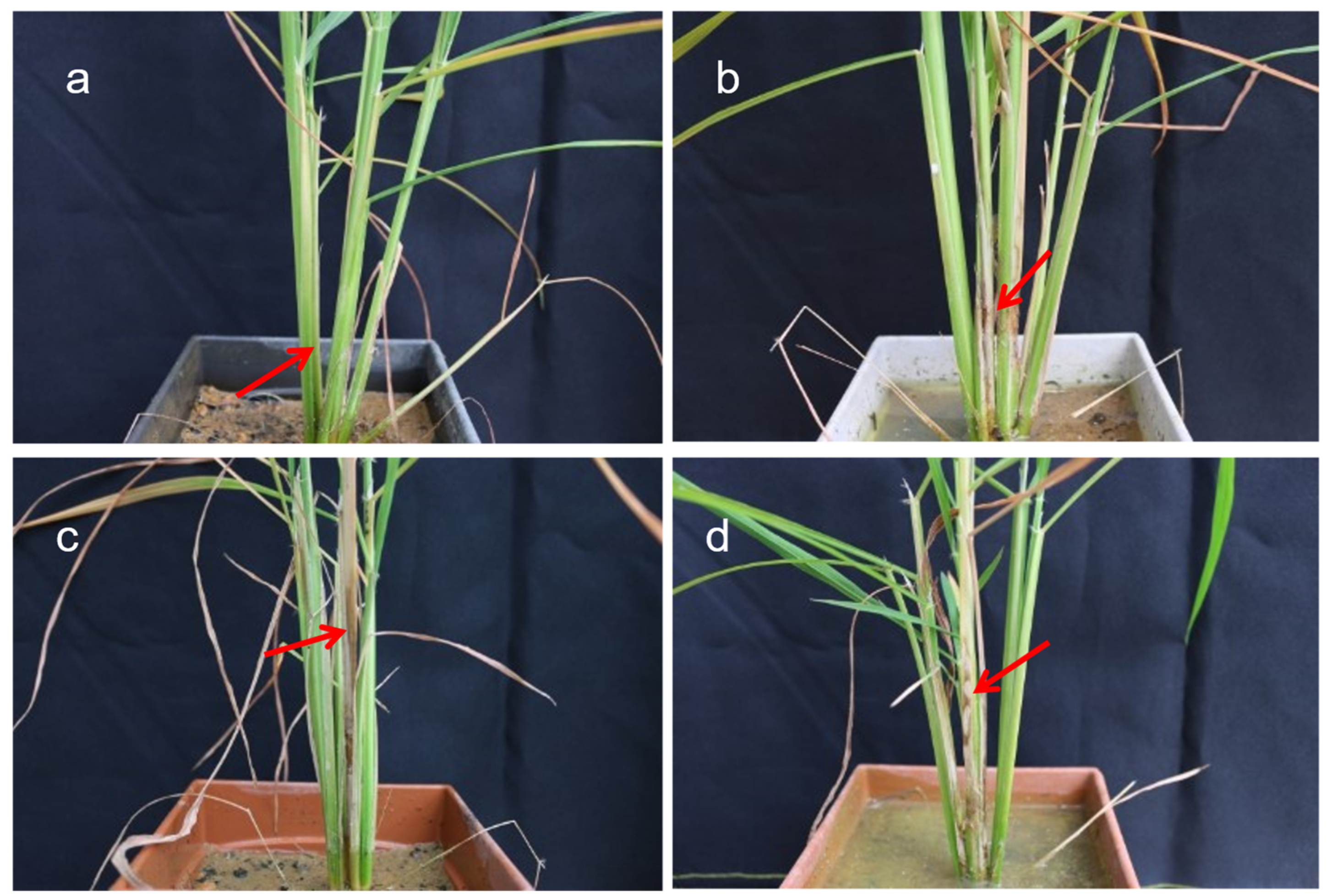 Agronomy 13 00711 g001