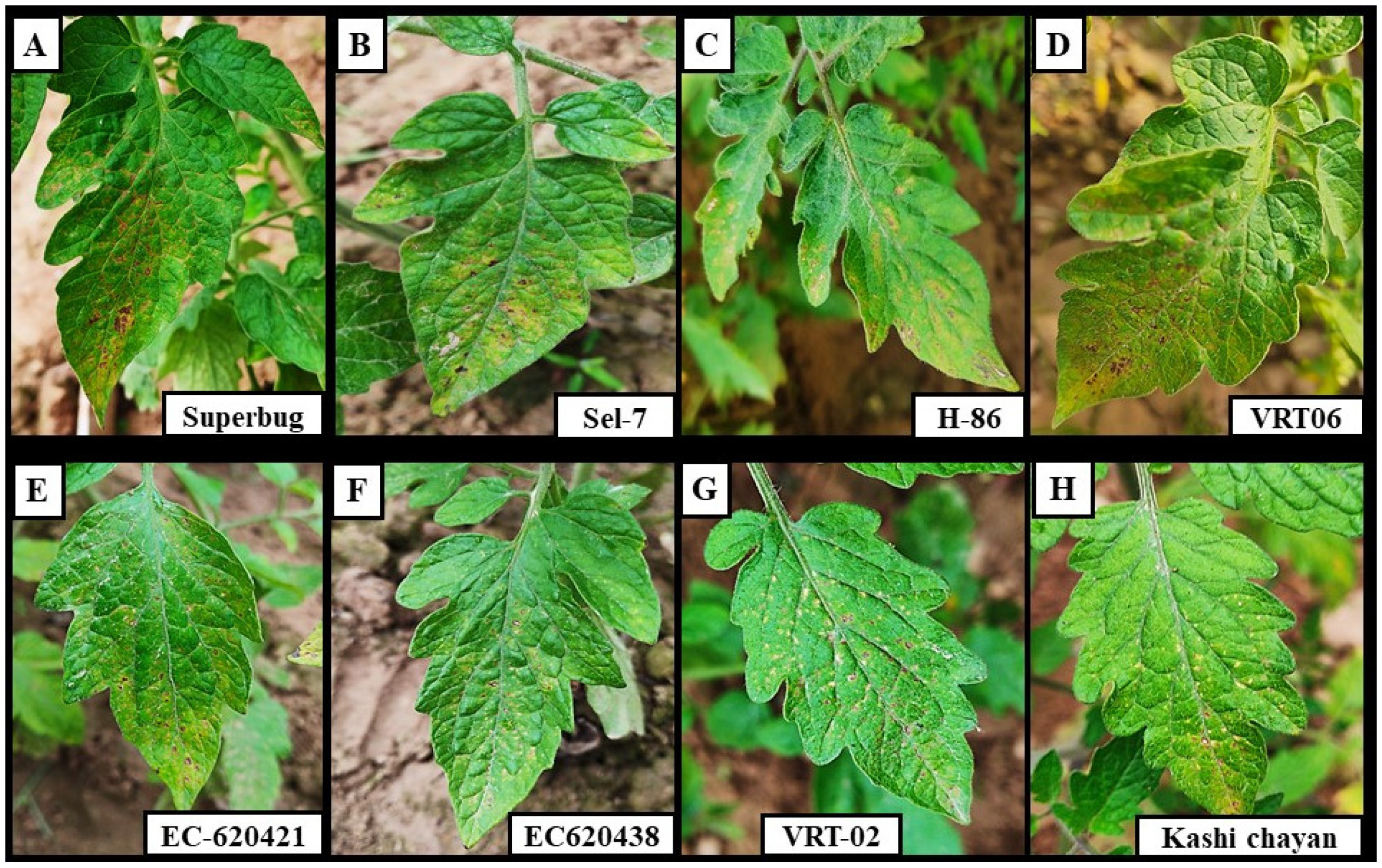 Agronomy 13 00717 g001