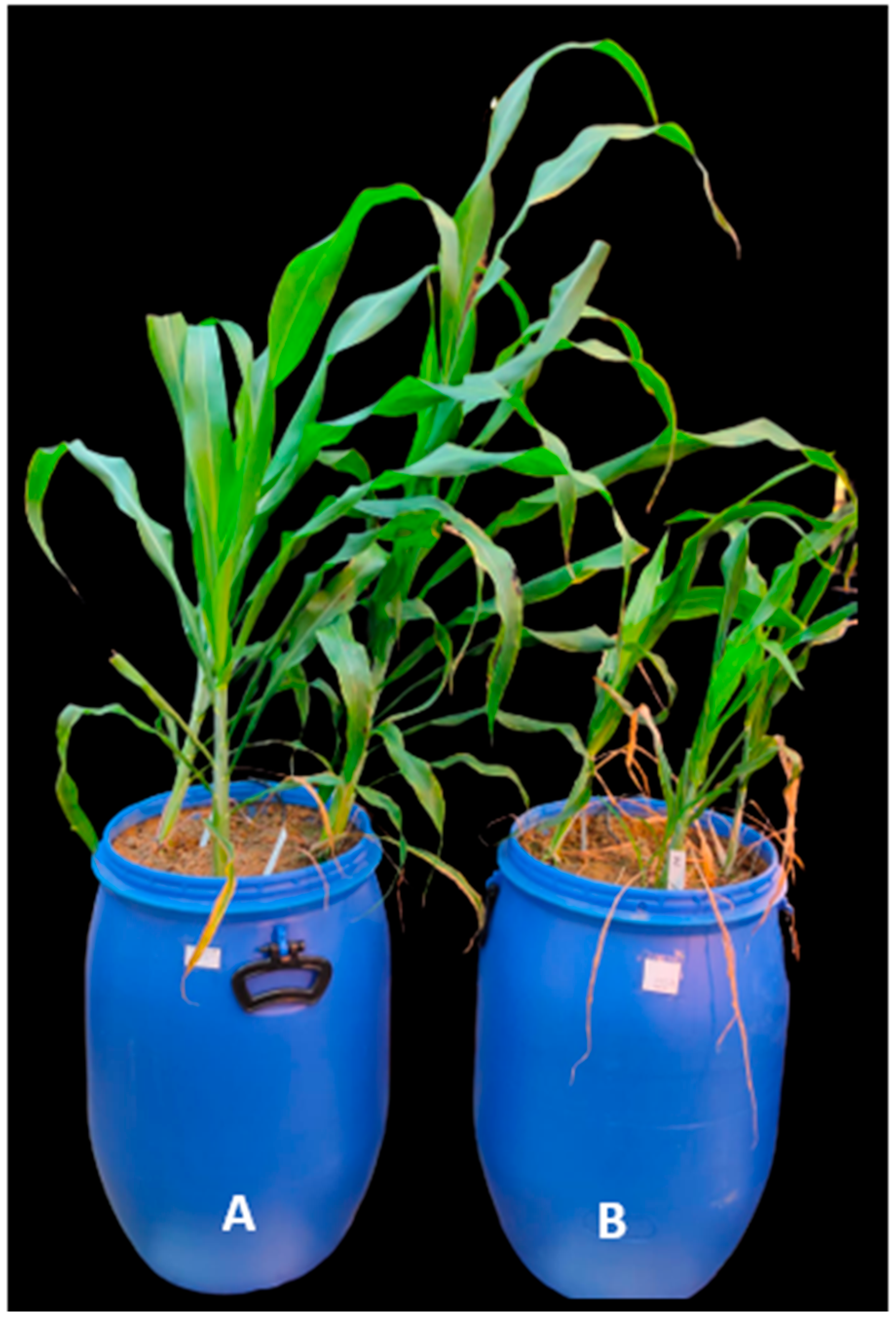 Agronomy 13 00722 g005 Agronomy 13 00722 g005