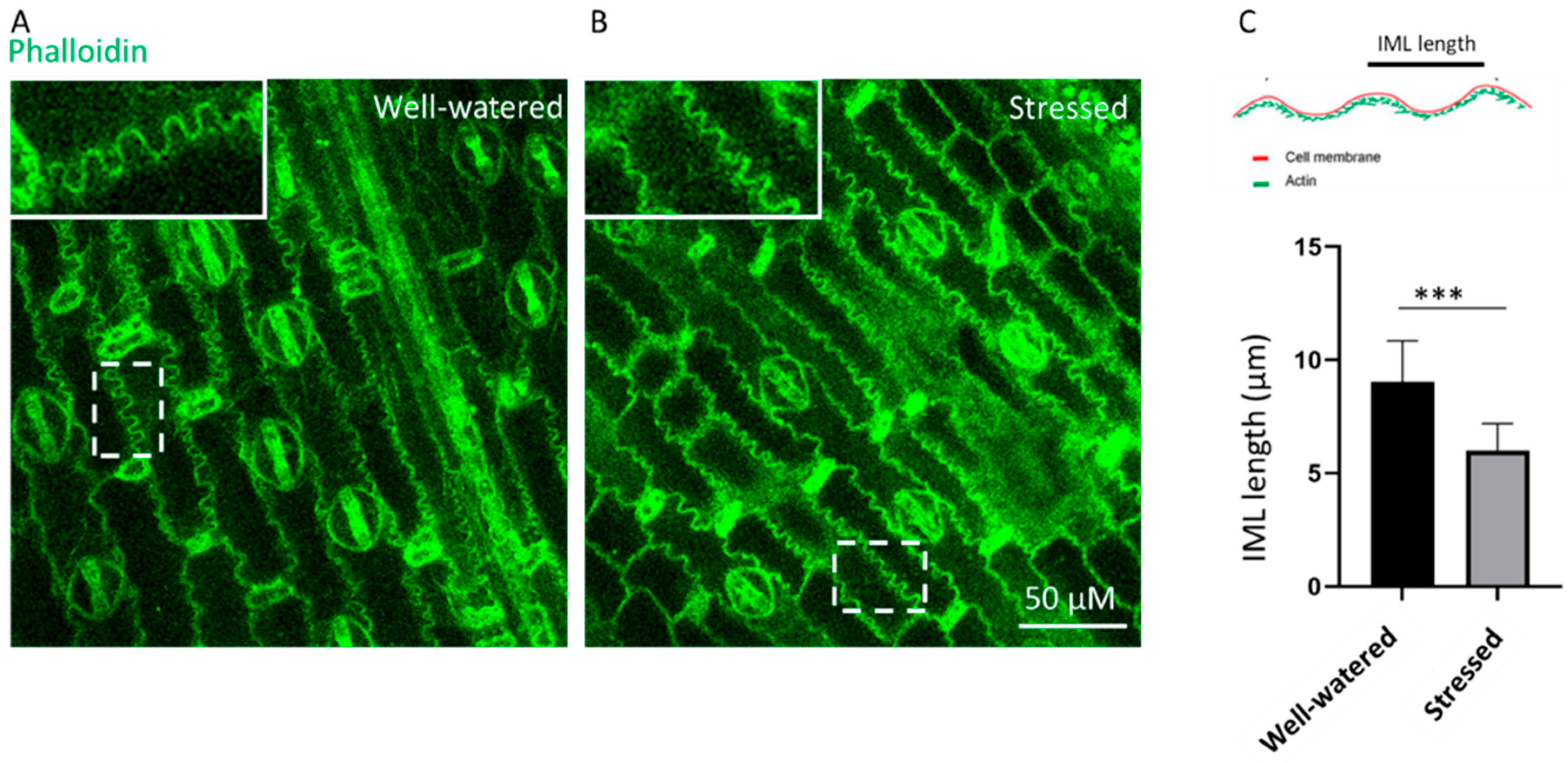 Agronomy 13 00722 g007 Agronomy 13 00722 g007