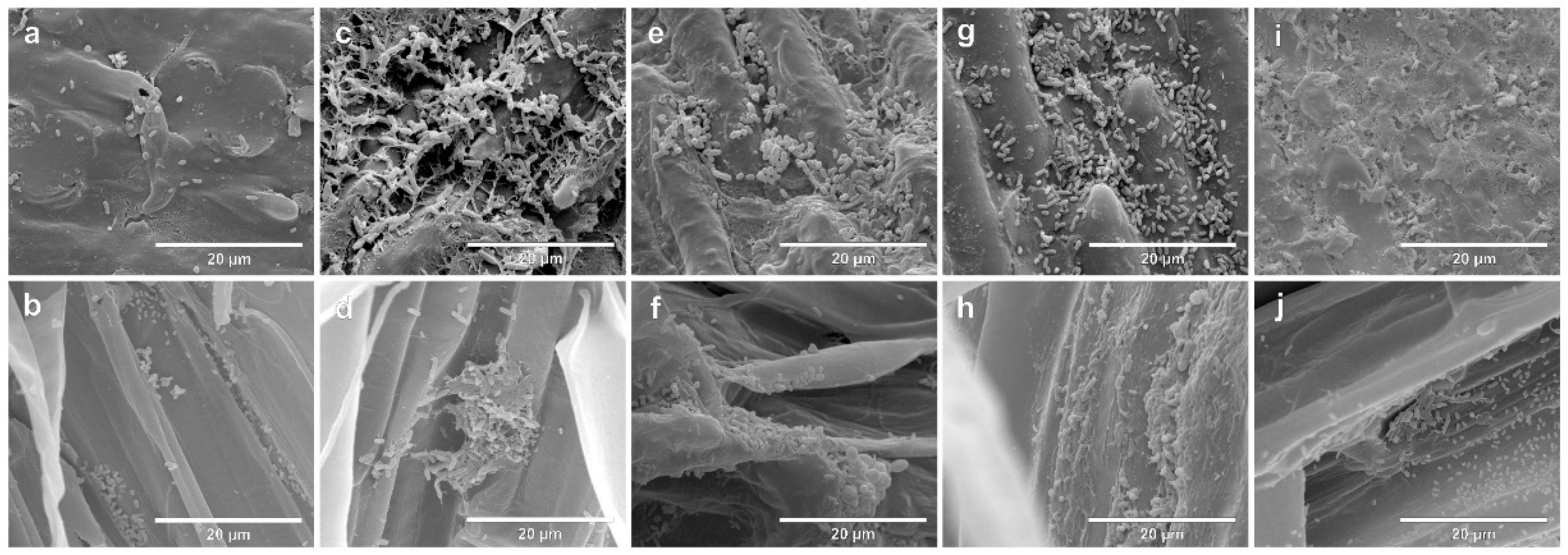 Agronomy 13 00734 g002