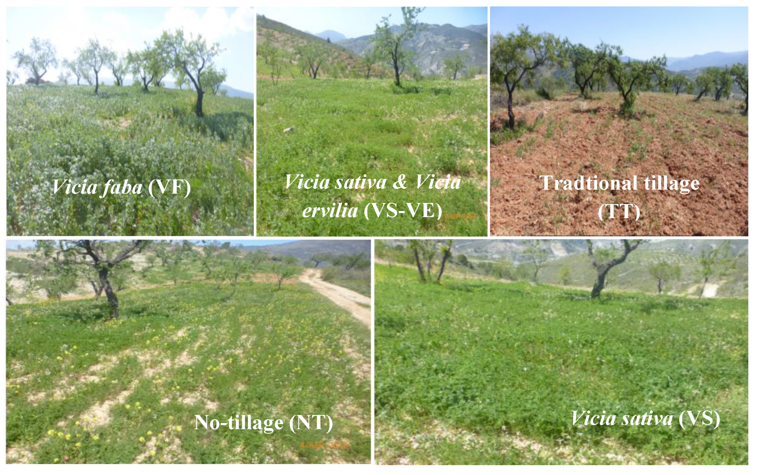 Agronomy 13 00749 g001 Agronomy 13 00749 g001