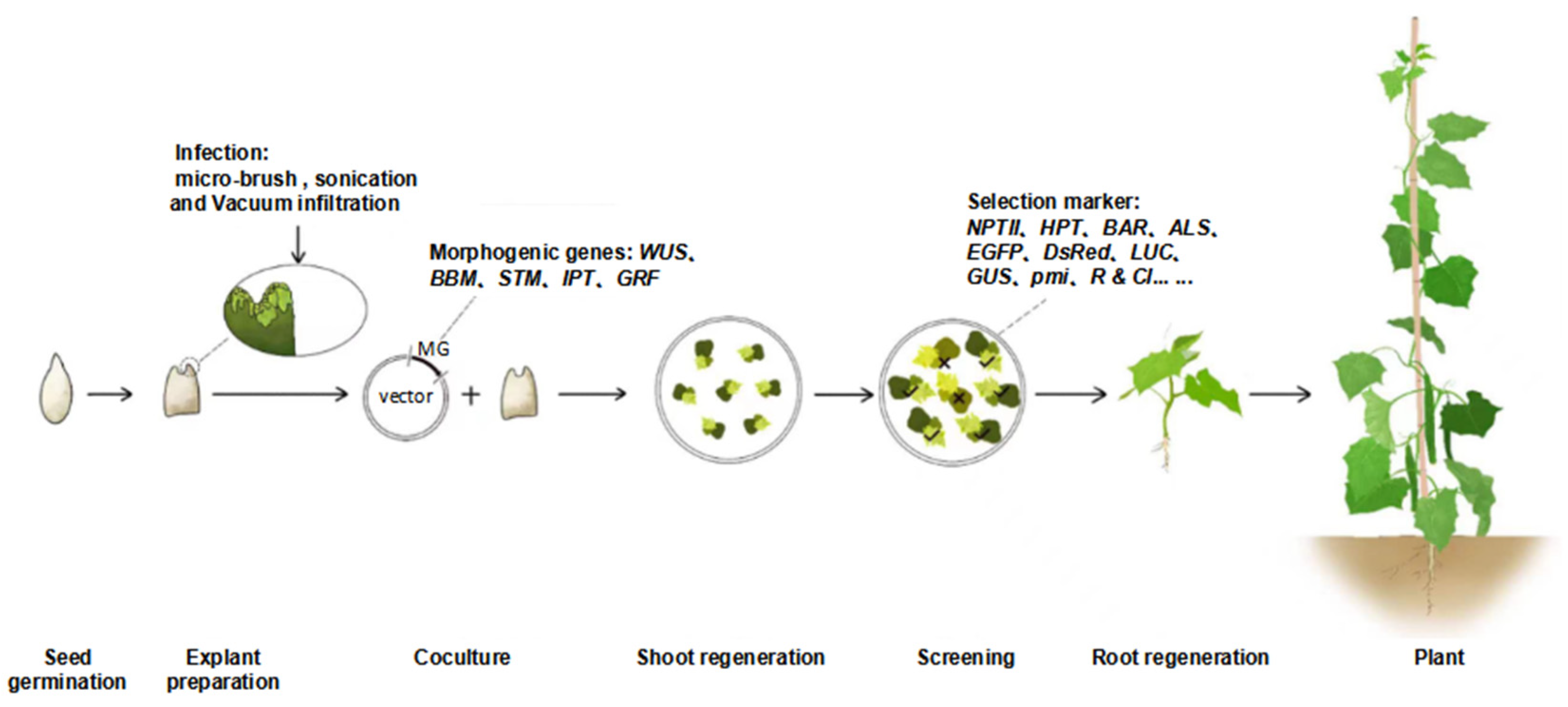 Agronomy 13 00755 g001