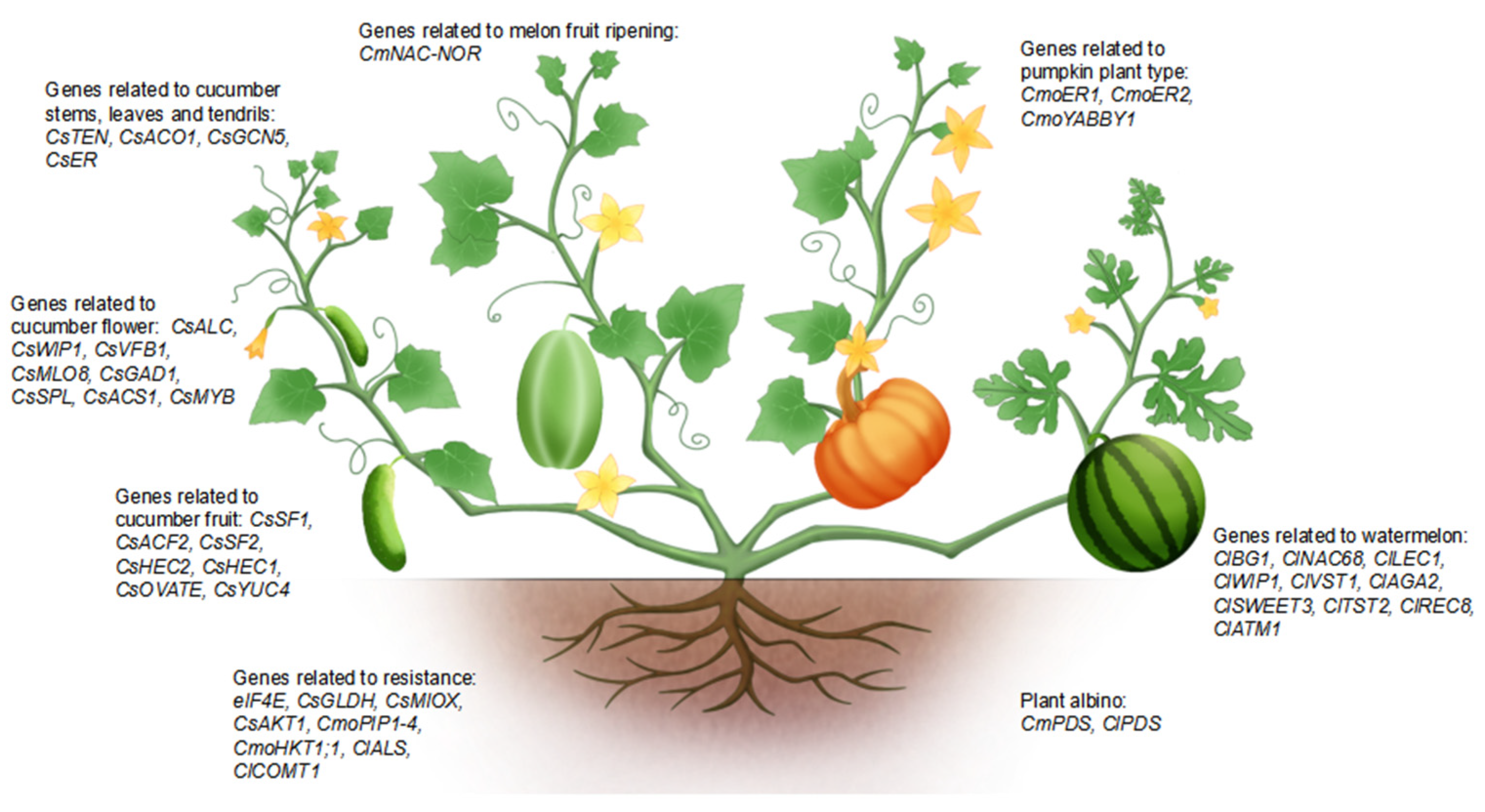 Agronomy 13 00755 g002