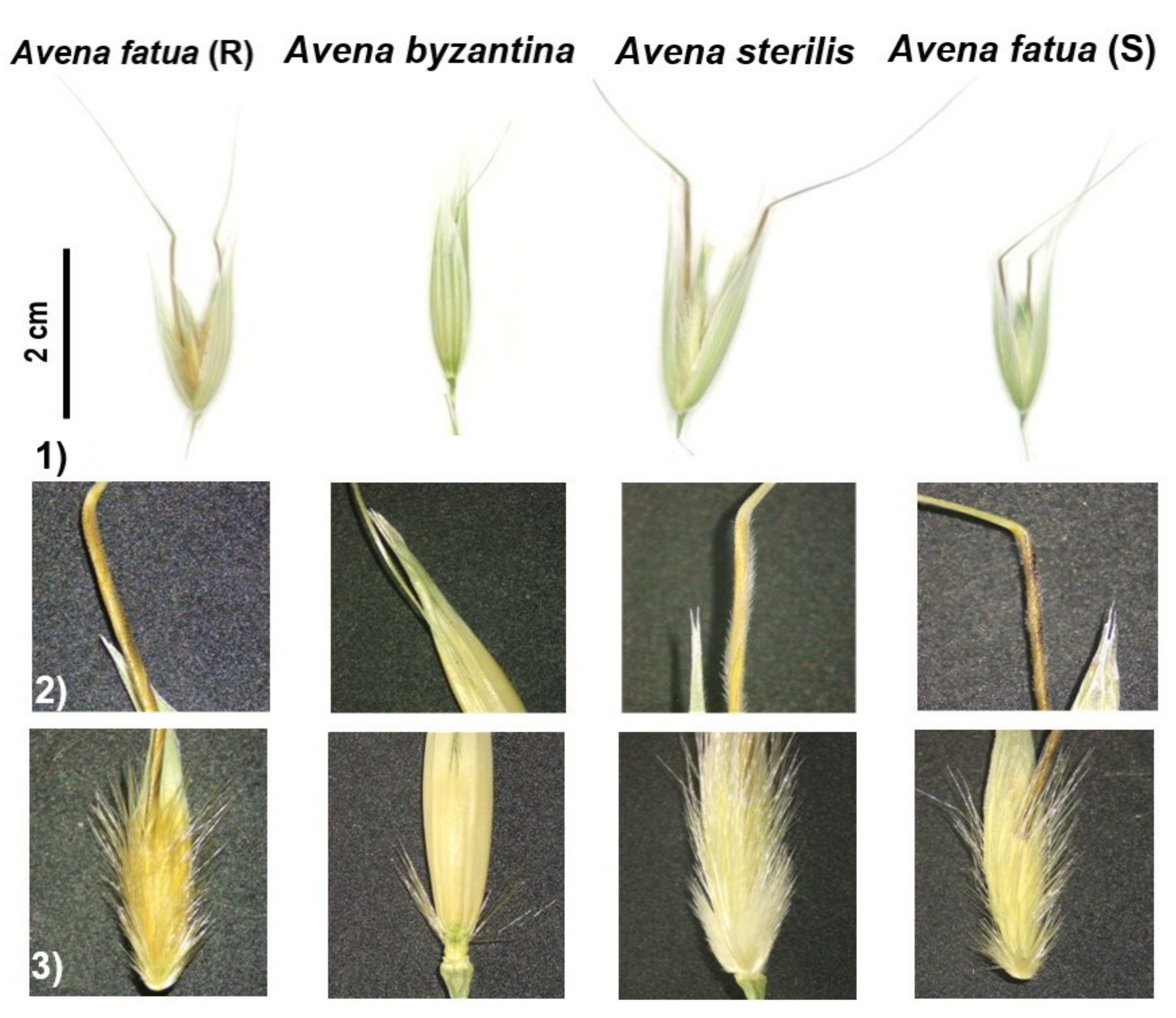 Agronomy 13 00763 g001