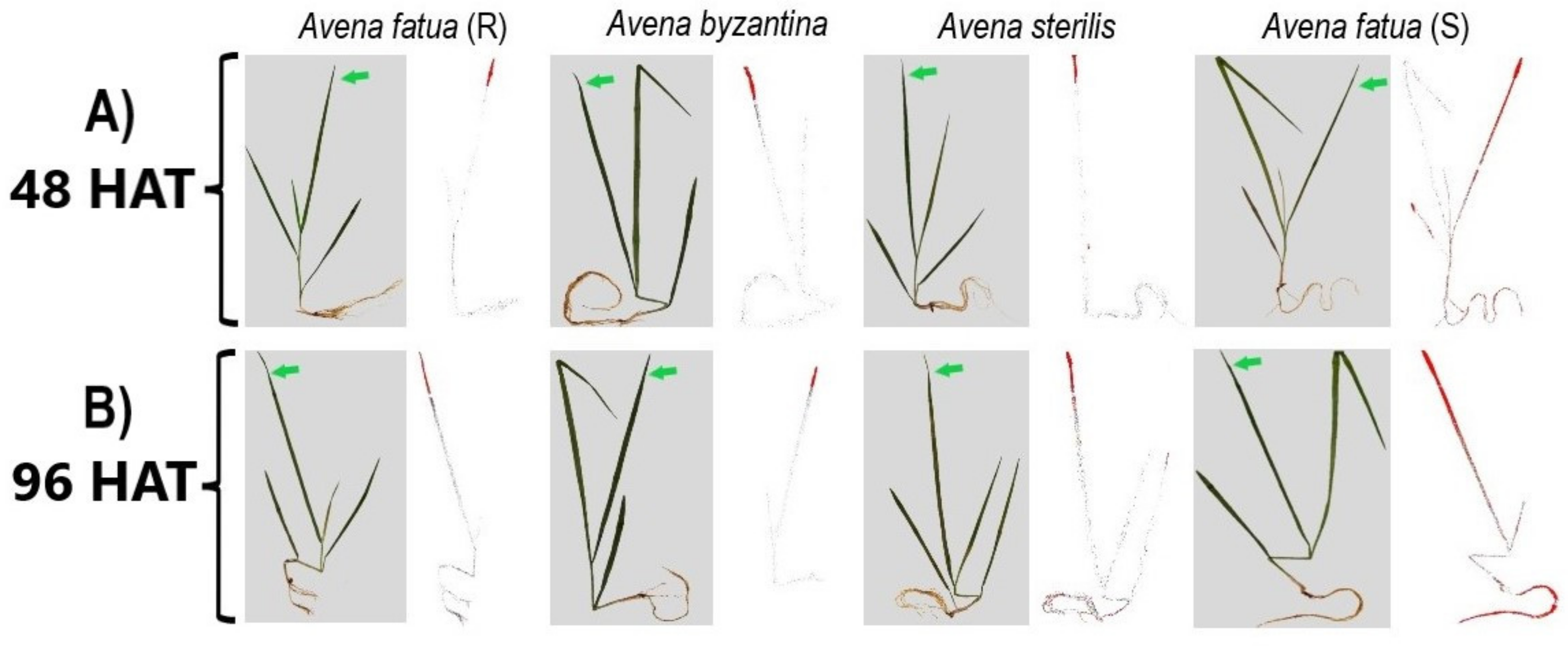 Agronomy 13 00763 g006