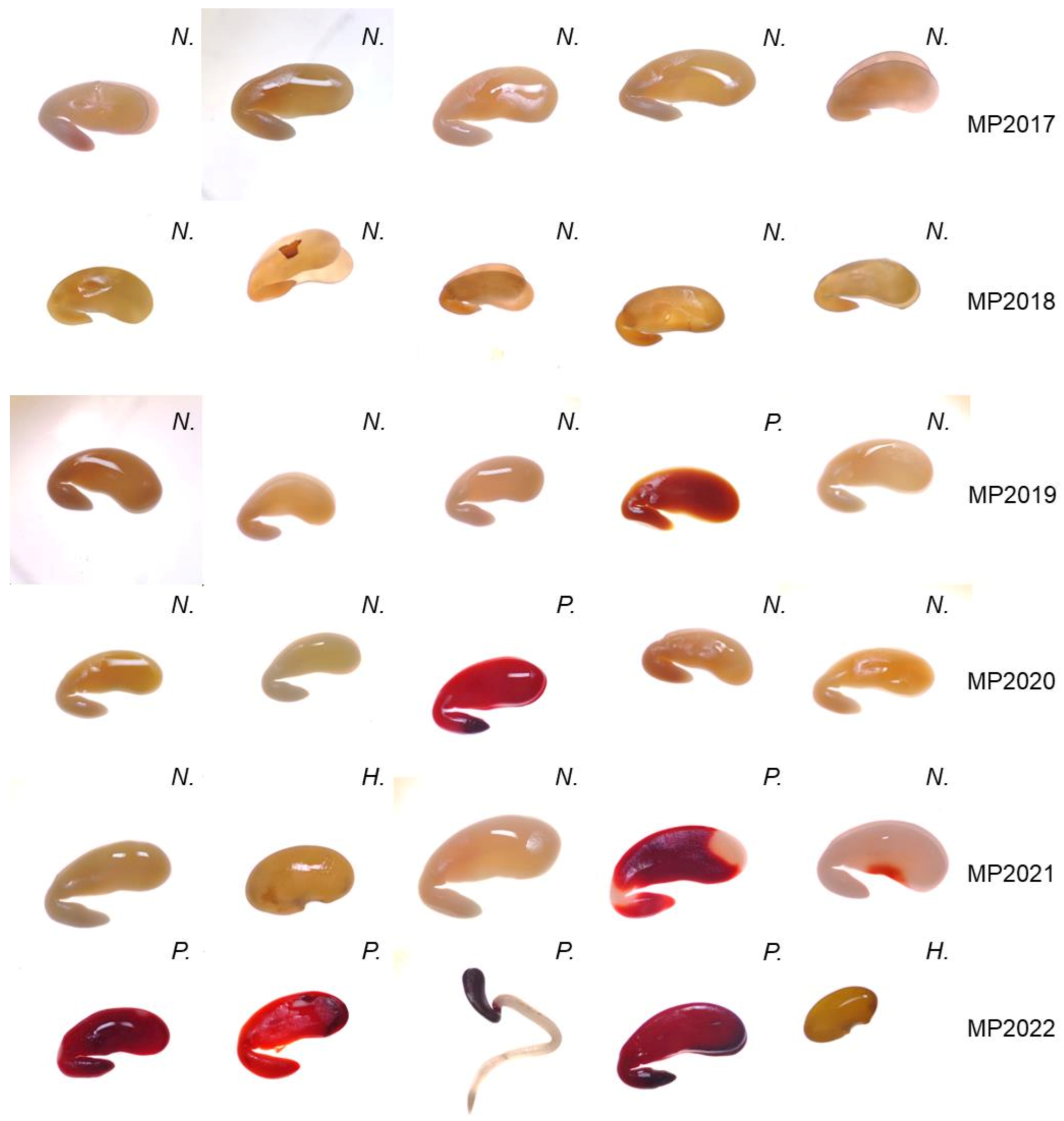 Agronomy 13 00787 g006 Agronomy 13 00787 g006